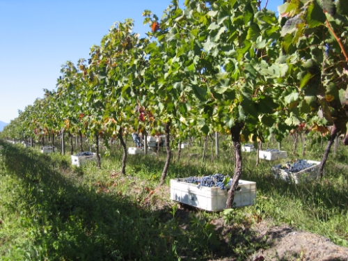 Cabernet Sauvignon harvest at Alta Cima. Photo courtesy of Alta Cima.