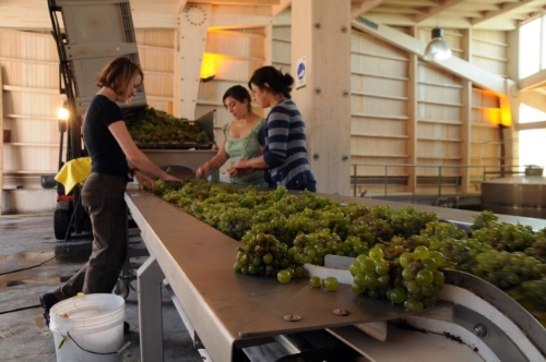 Hand-selection of Sauvignon Blanc grapes ensures quality control. Photo courtesy of Garcia Schwaderer.