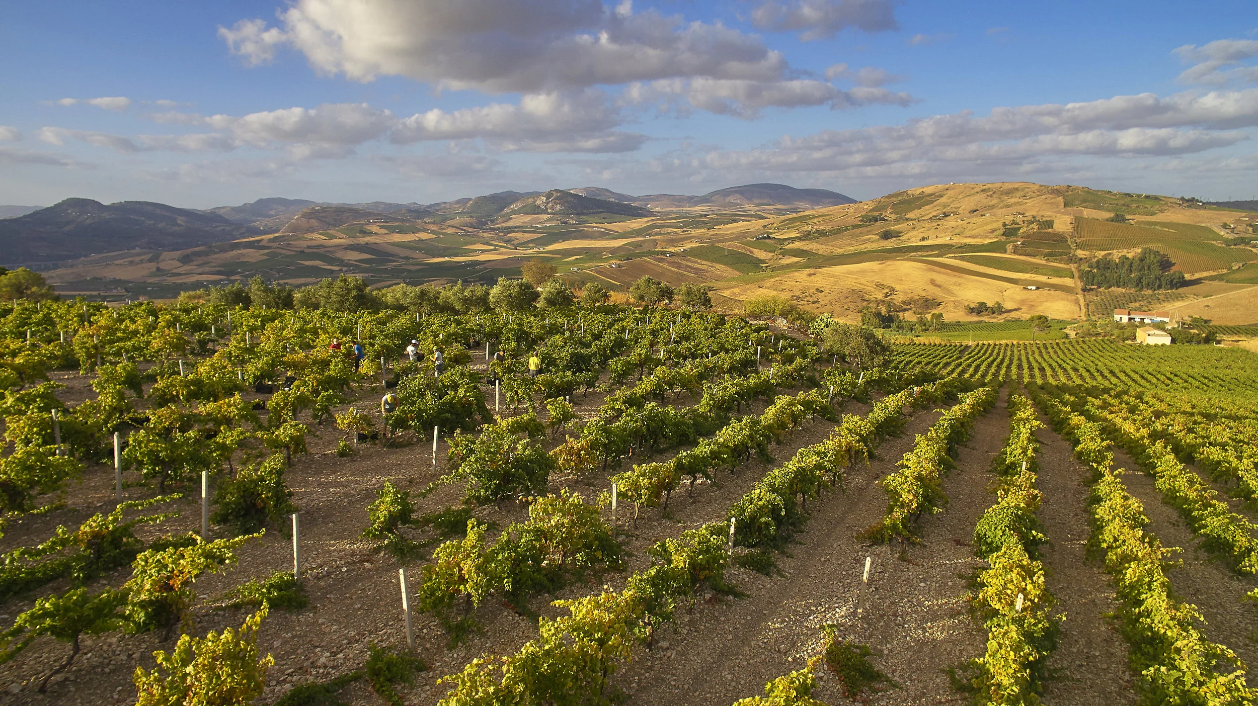 This photo is real. Never forget how beautiful this world is! Credit Claudio Sottile from Iniceri Vineyards