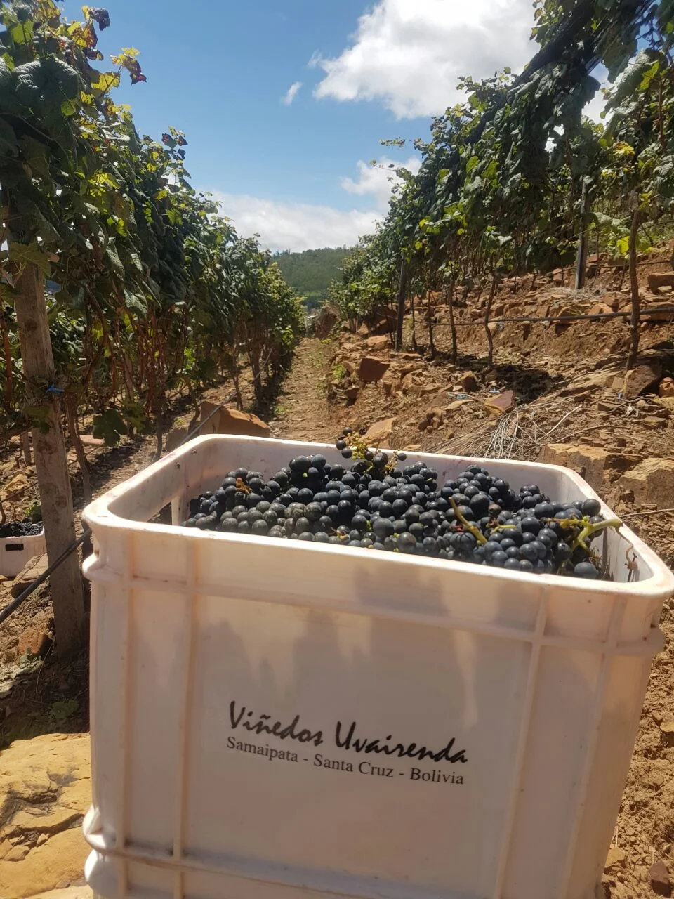 Vendimia Tannat - 3.jpg