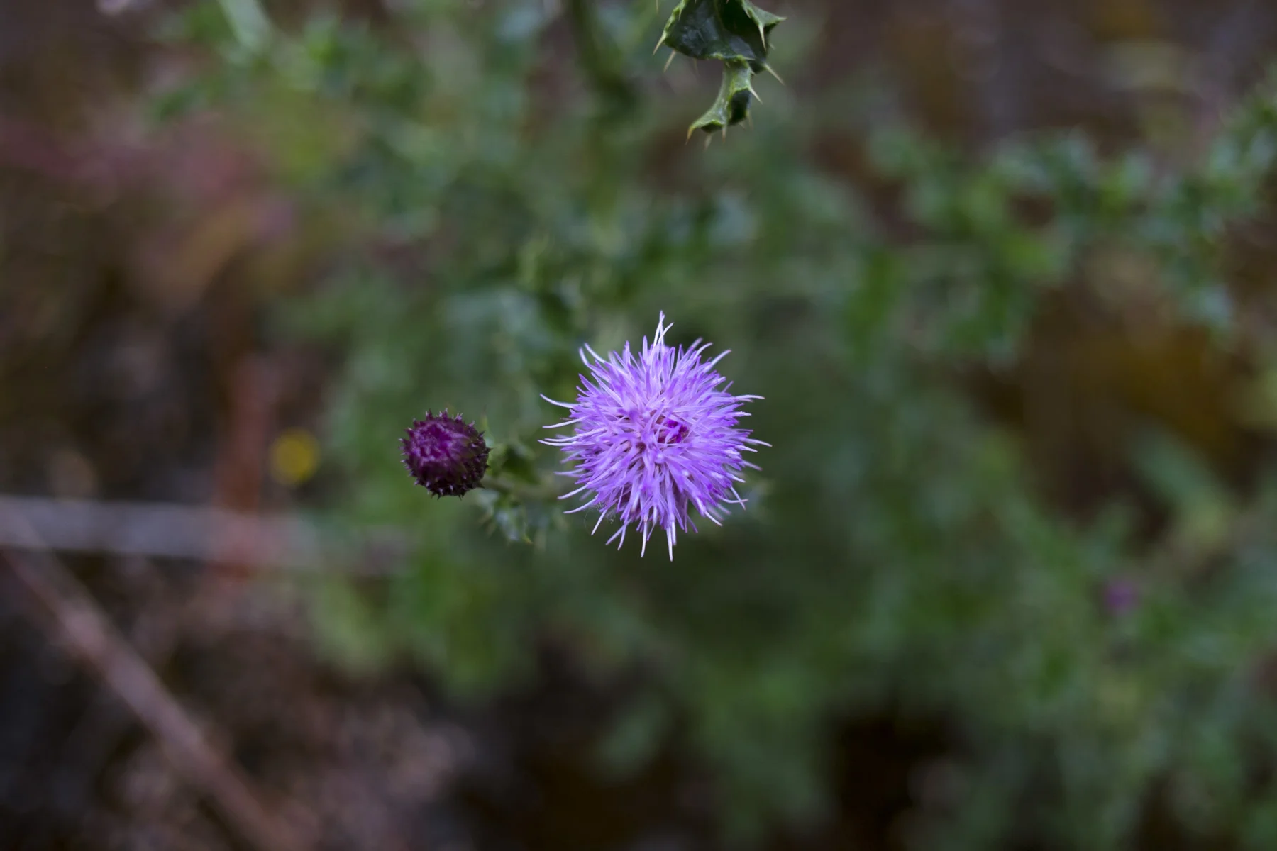 AdamsWeeds004.jpg