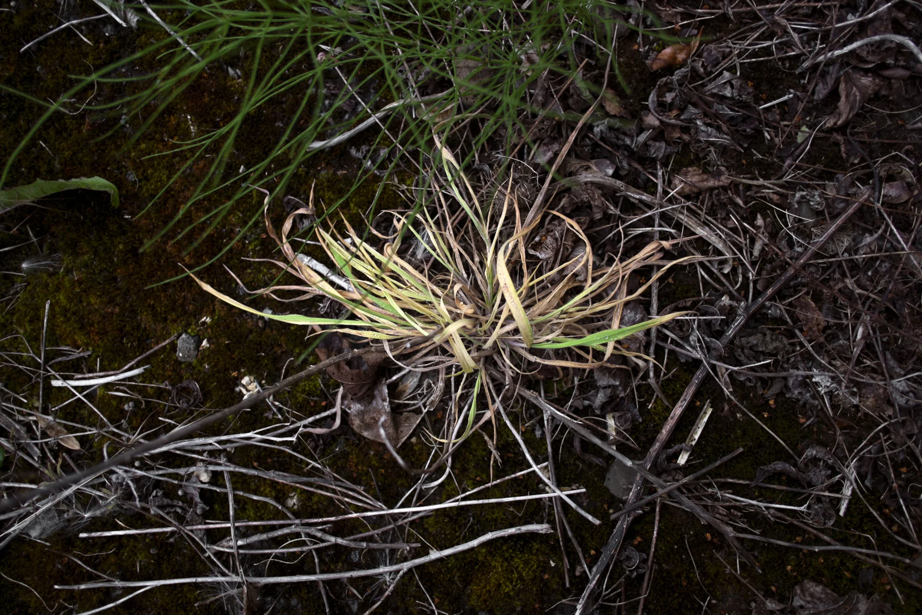 AdamsWeeds008.jpg