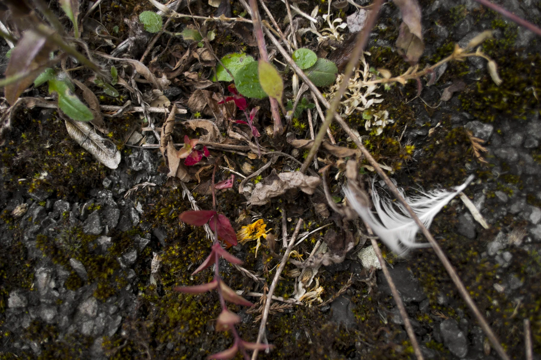 AdamsWeeds010.jpg