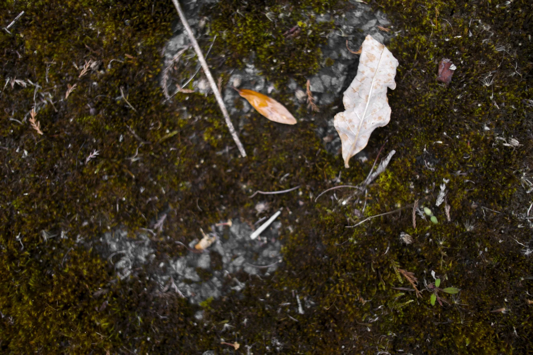 AdamsWeeds011.jpg