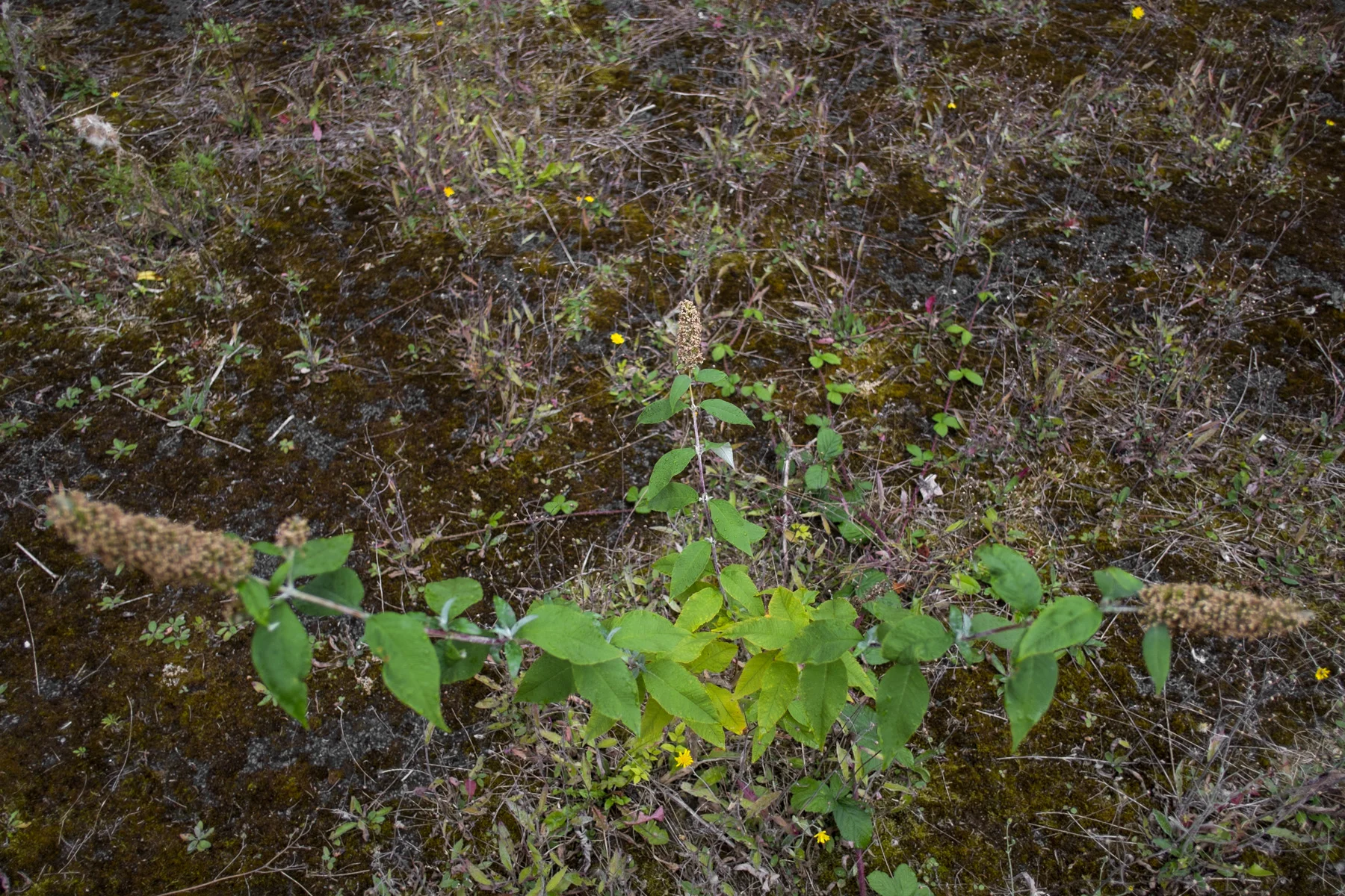 AdamsWeeds013.jpg