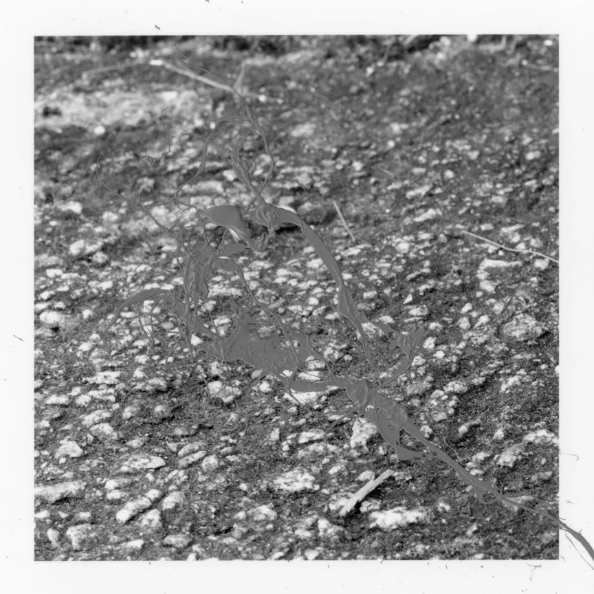 ODBW005.jpg