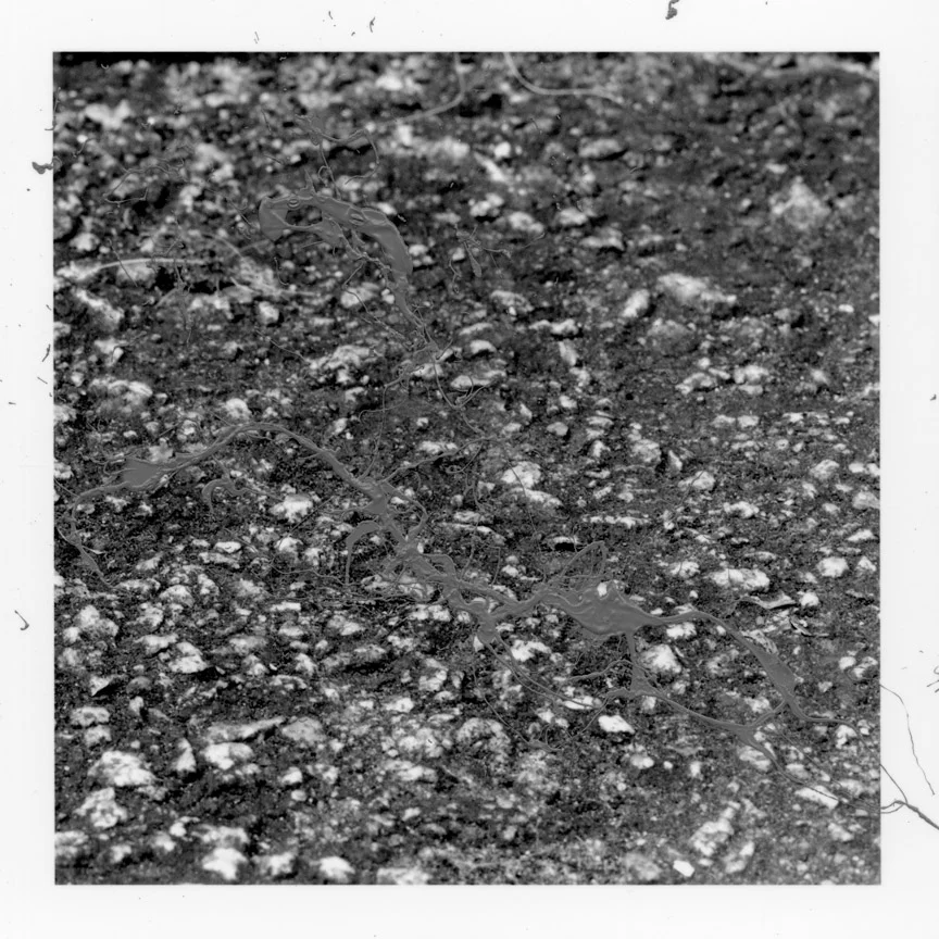 ODBW009.jpg