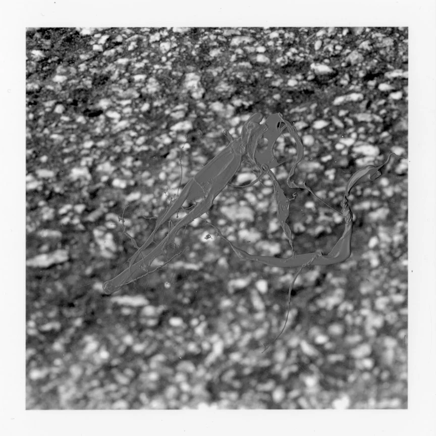 ODBW011.jpg