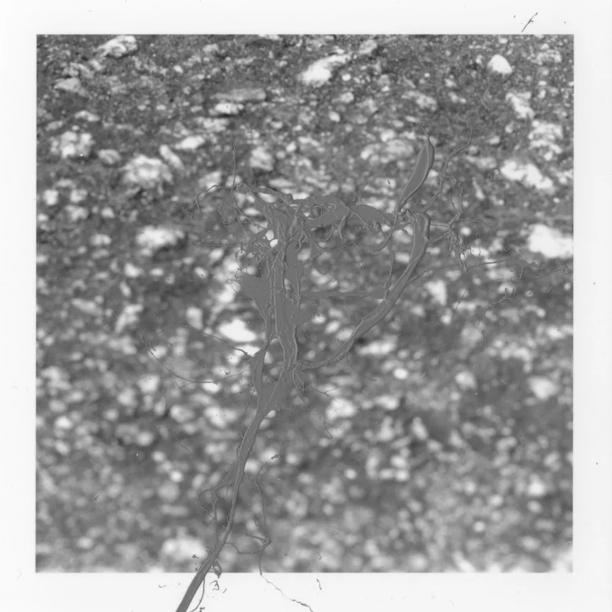 ODBW014.jpg