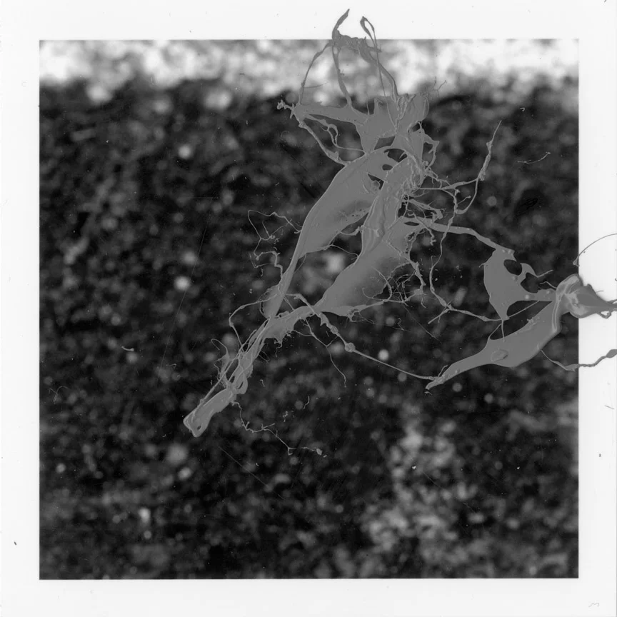 ODBW016.jpg