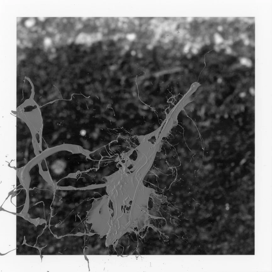 ODBW017.jpg