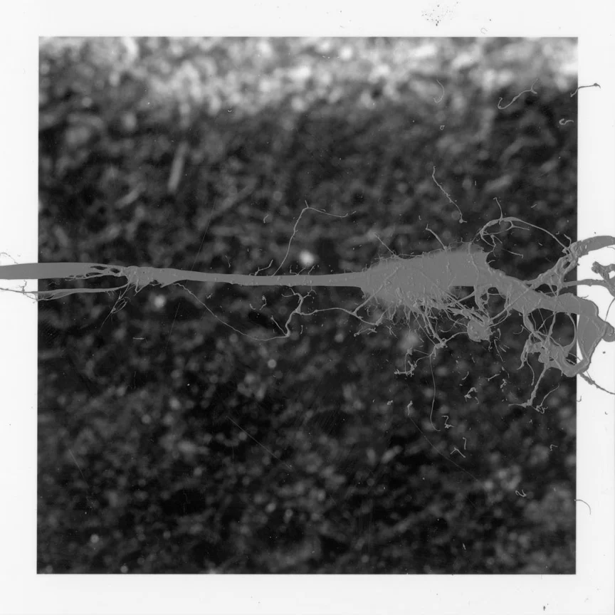 ODBW019.jpg