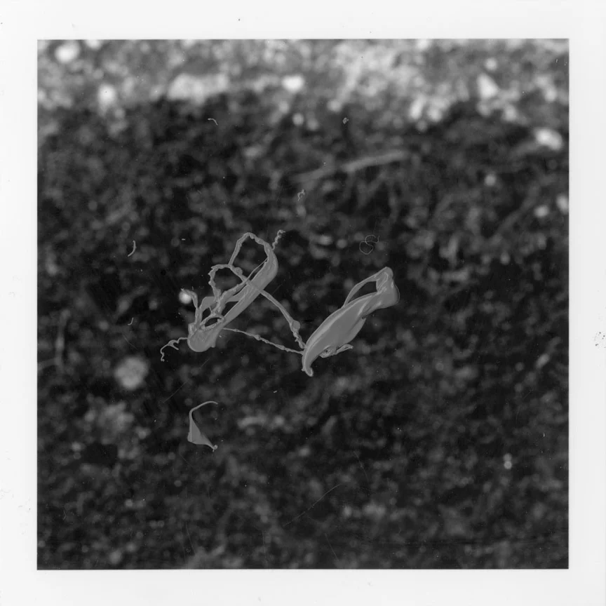 ODBW020.jpg