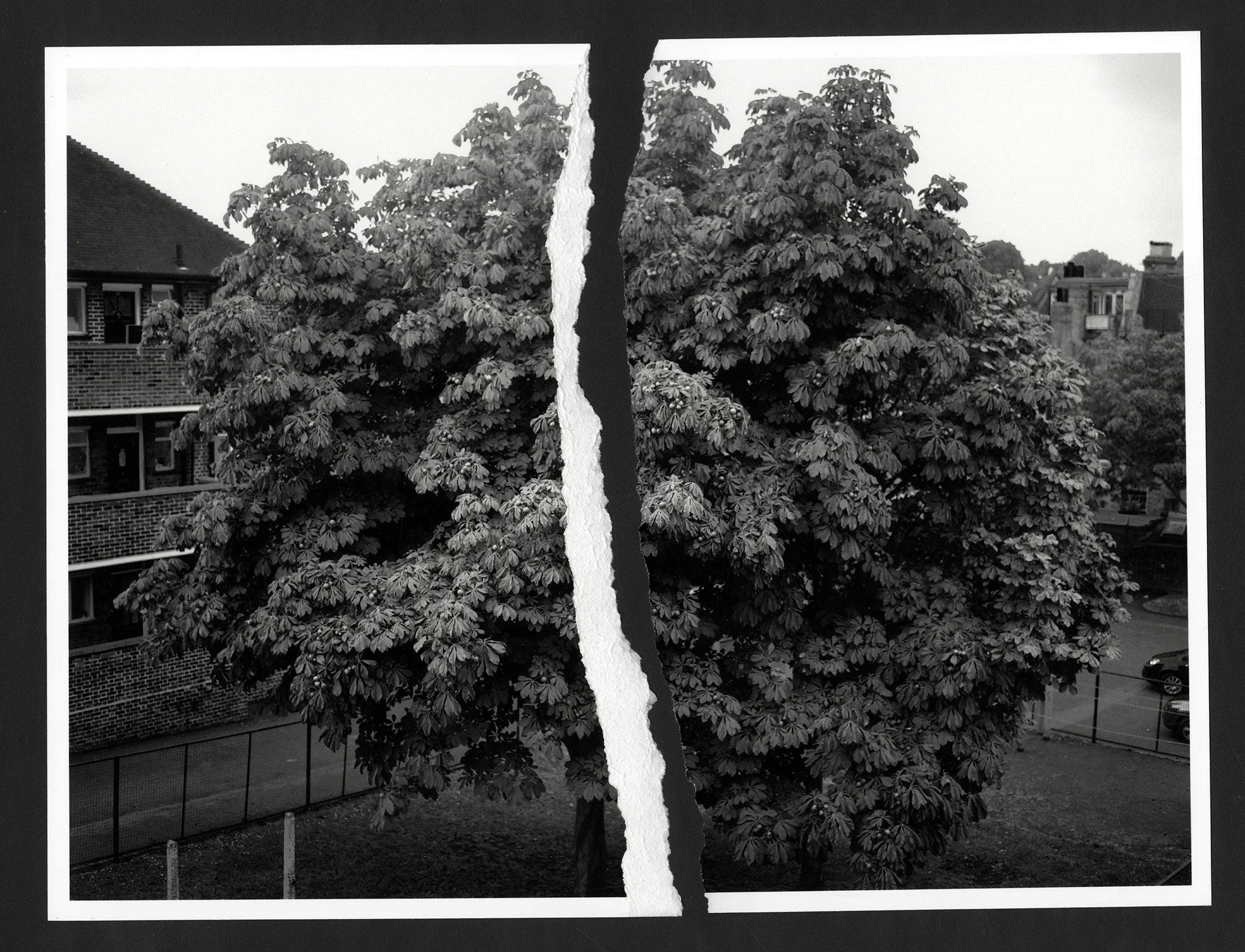 ChestnutTree.jpg