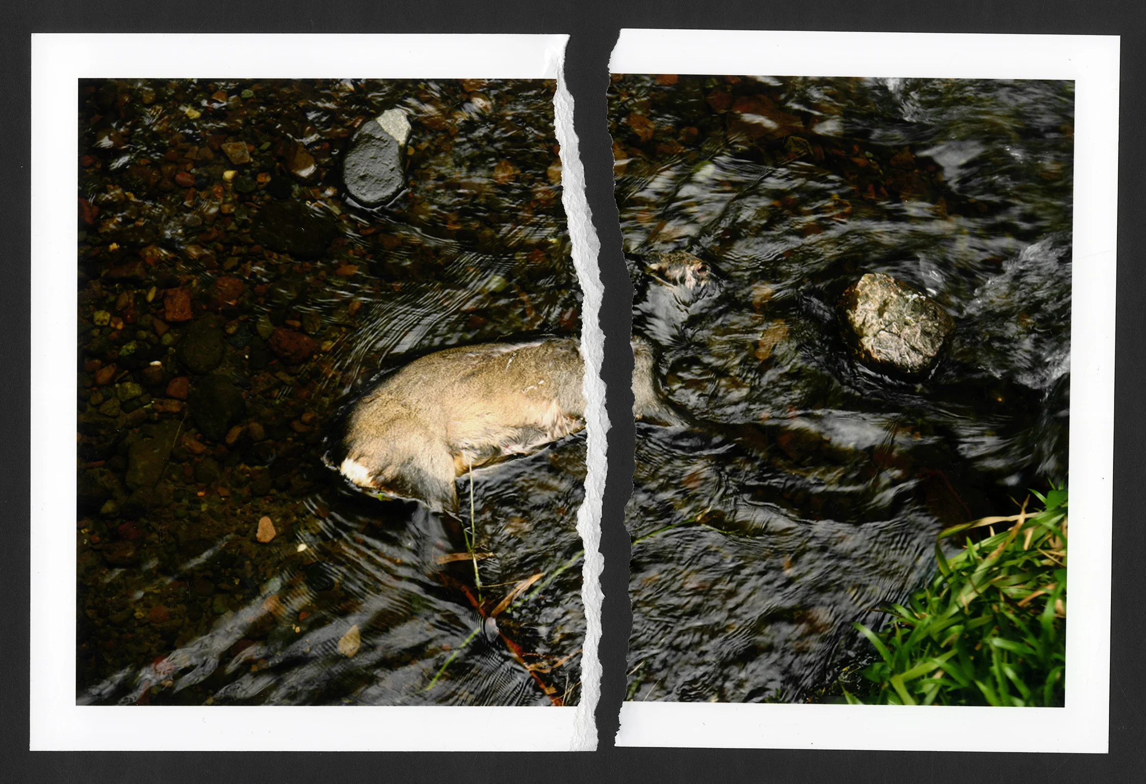 DeadDeer.jpg