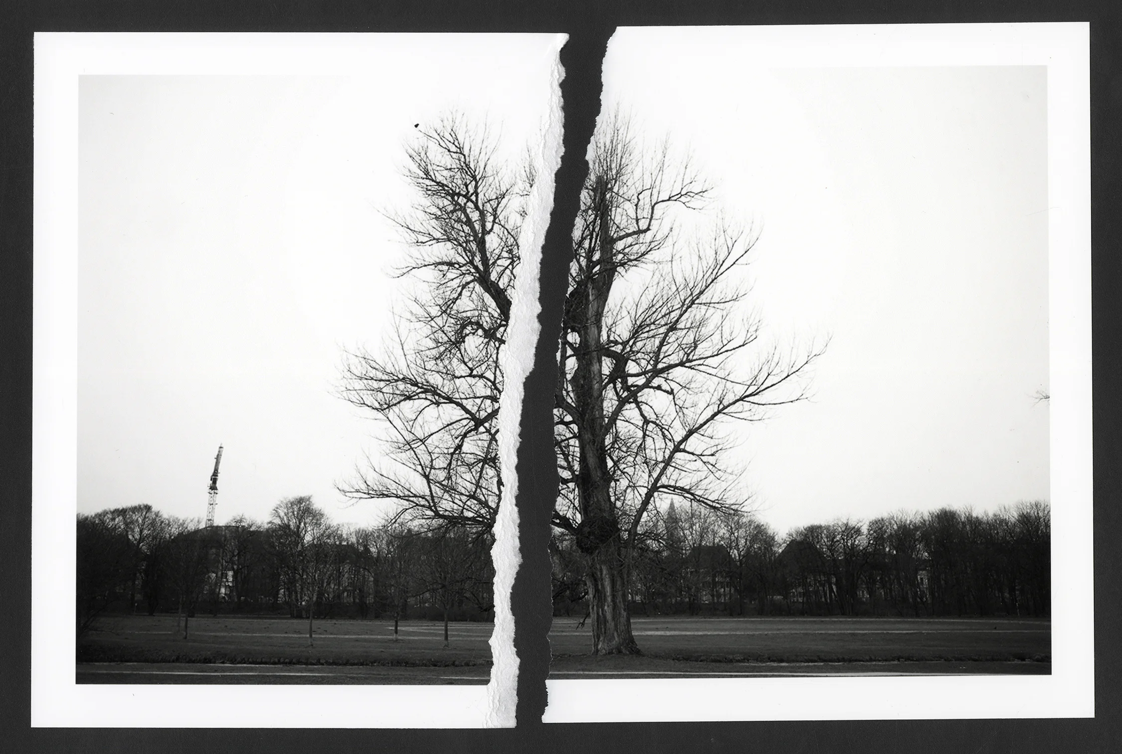 Tree.jpg