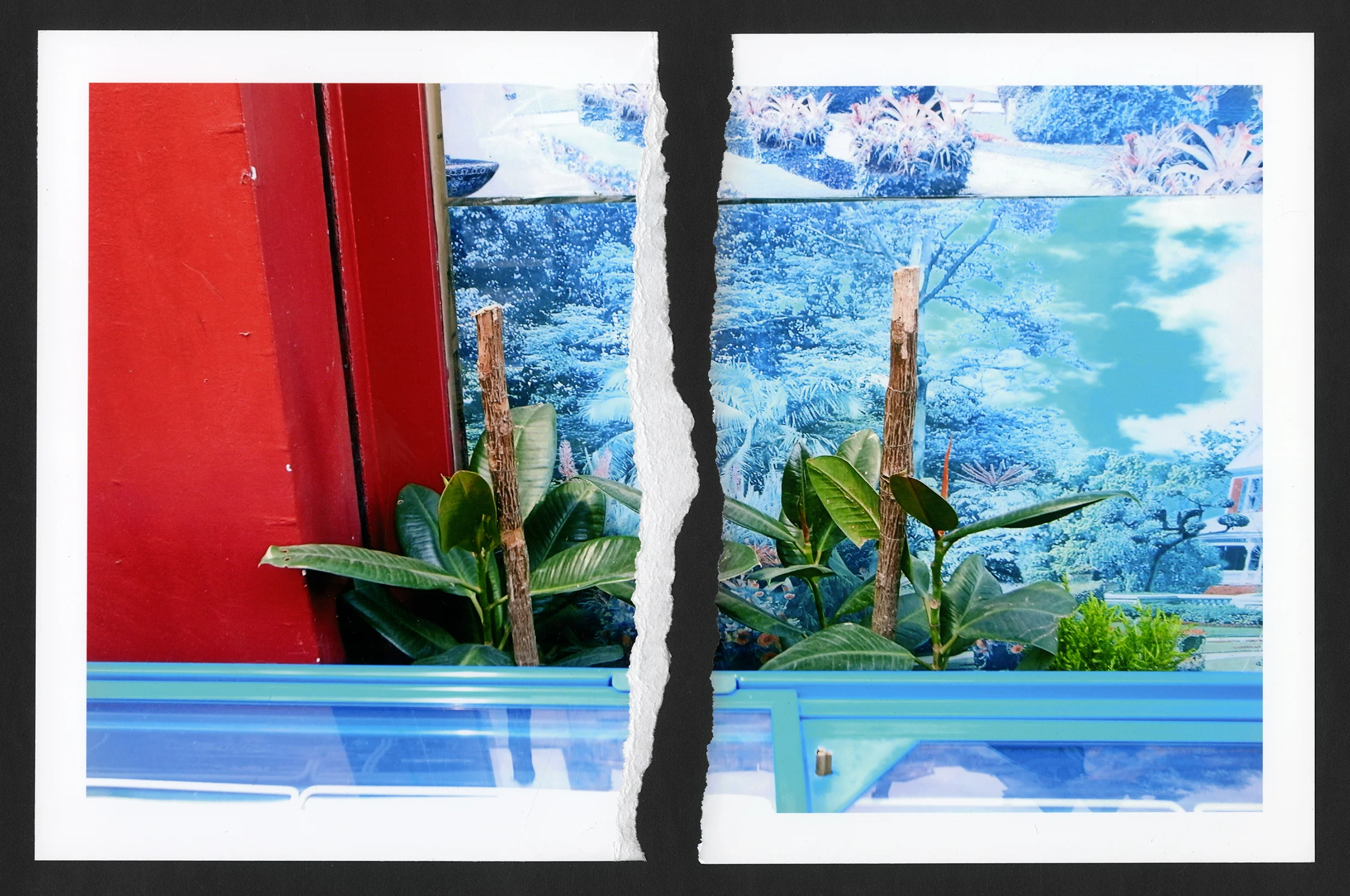 Plants.jpg