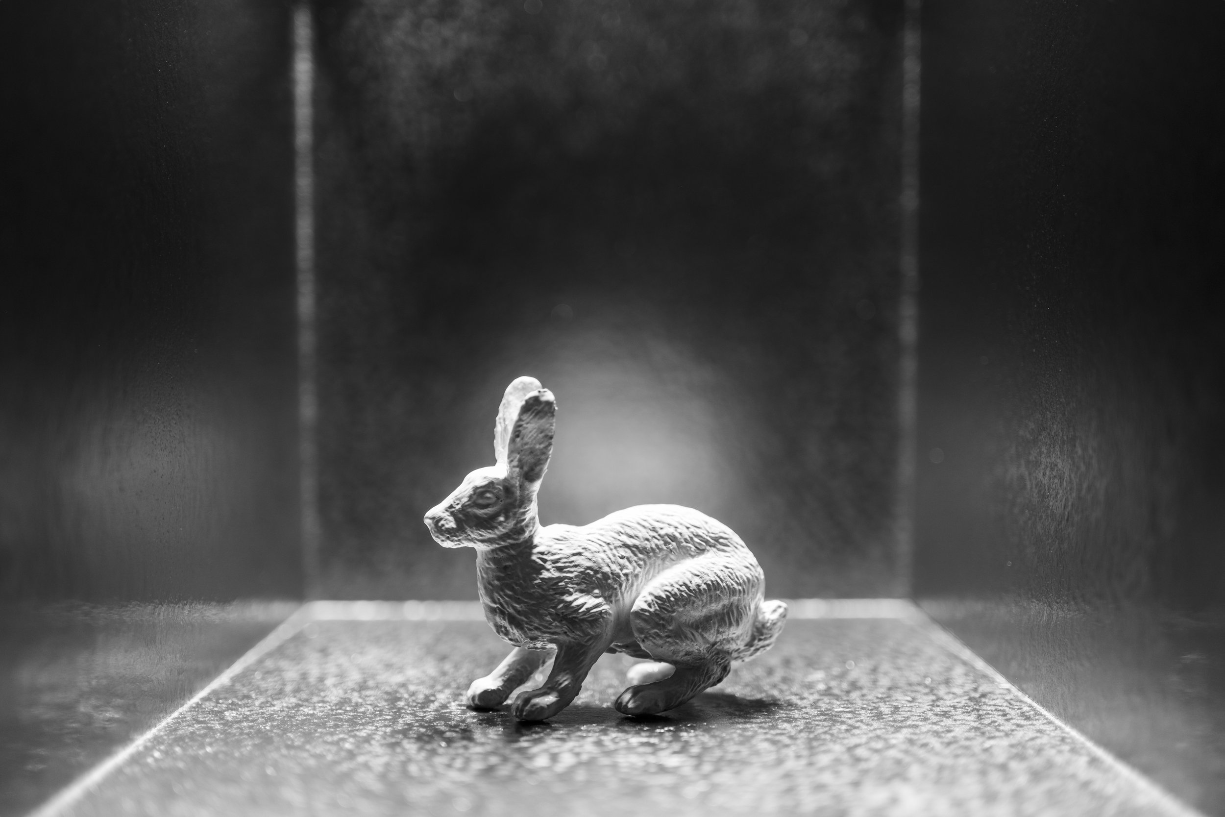 Hare011.jpg