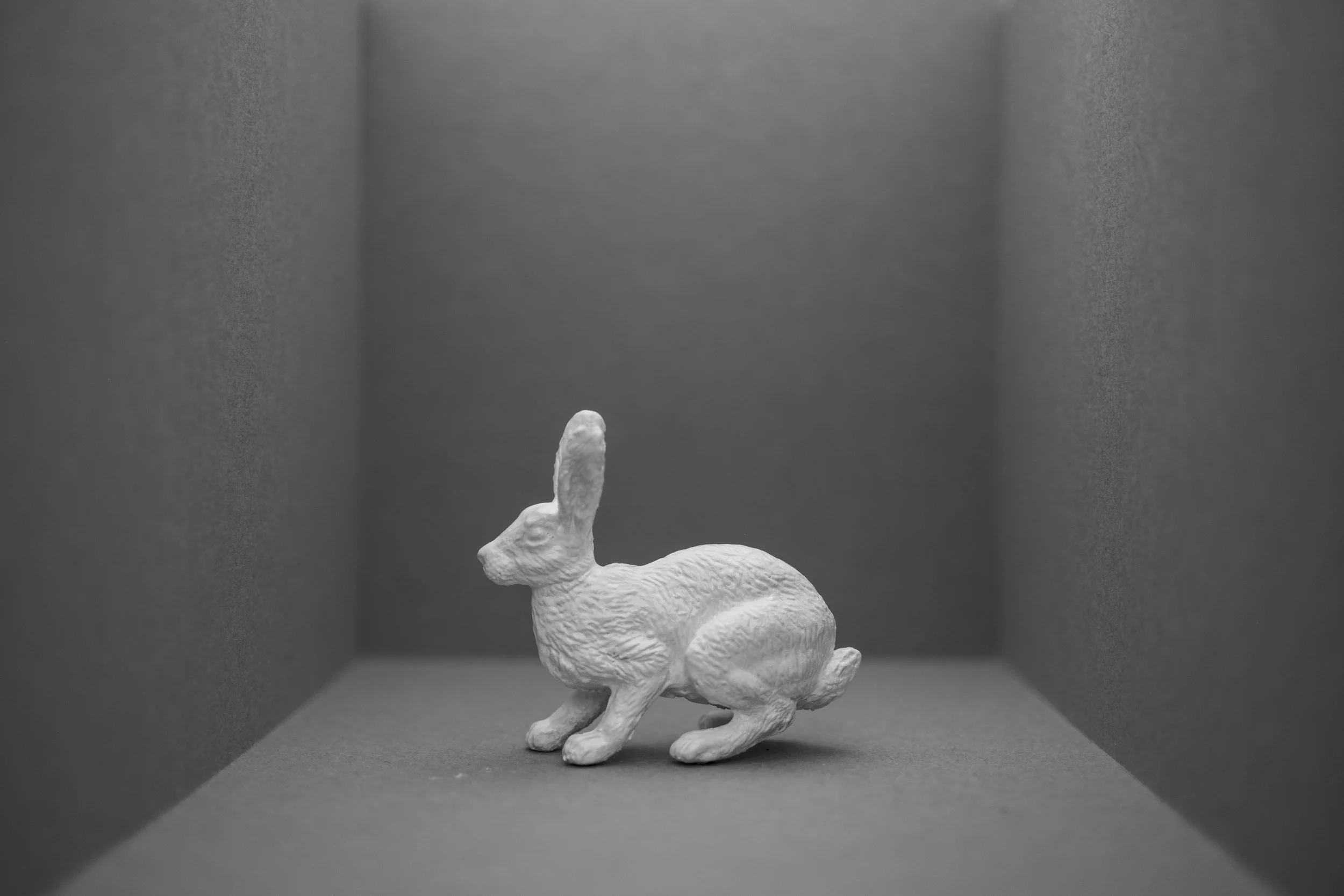 Hare019.jpg