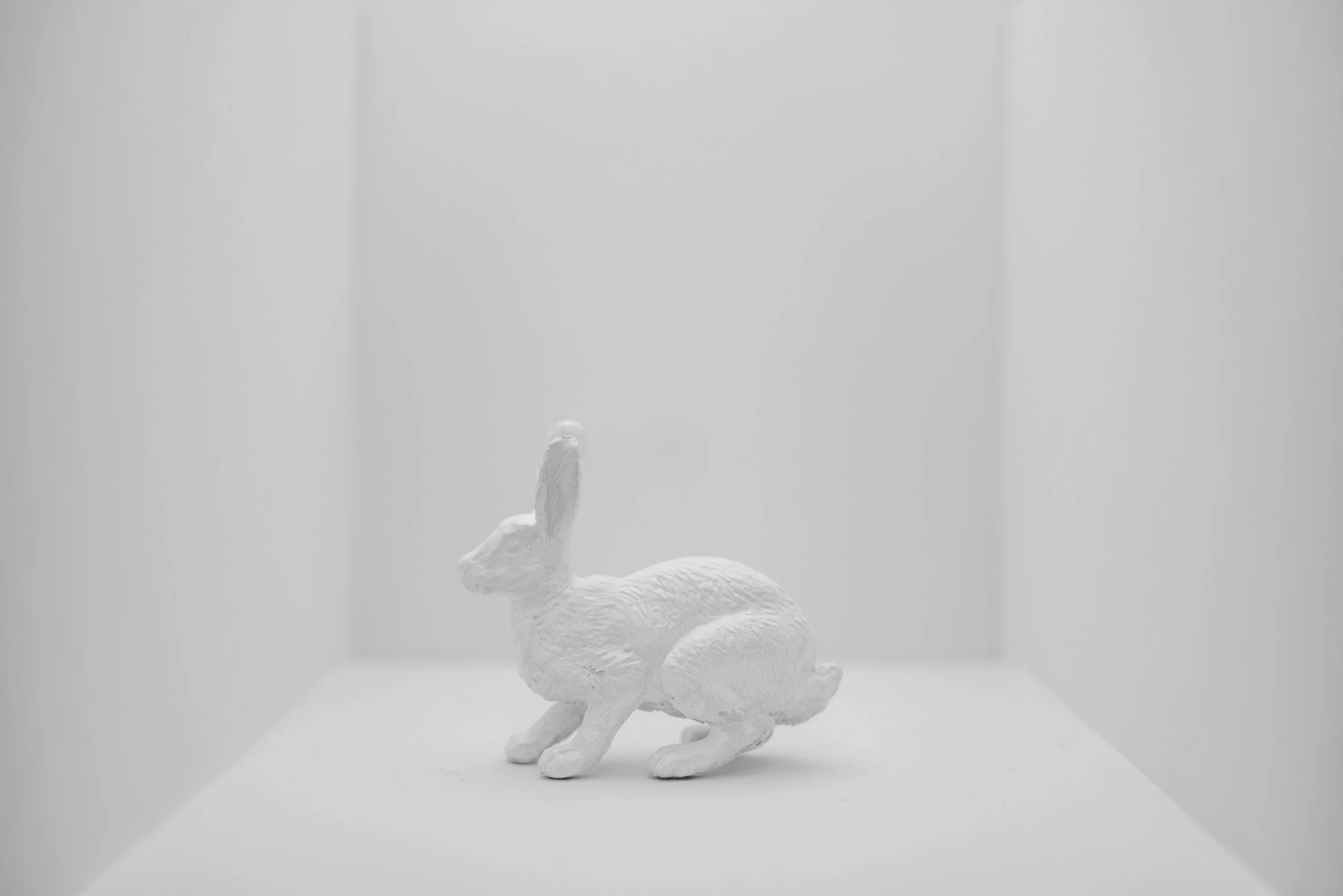 Hare021.jpg
