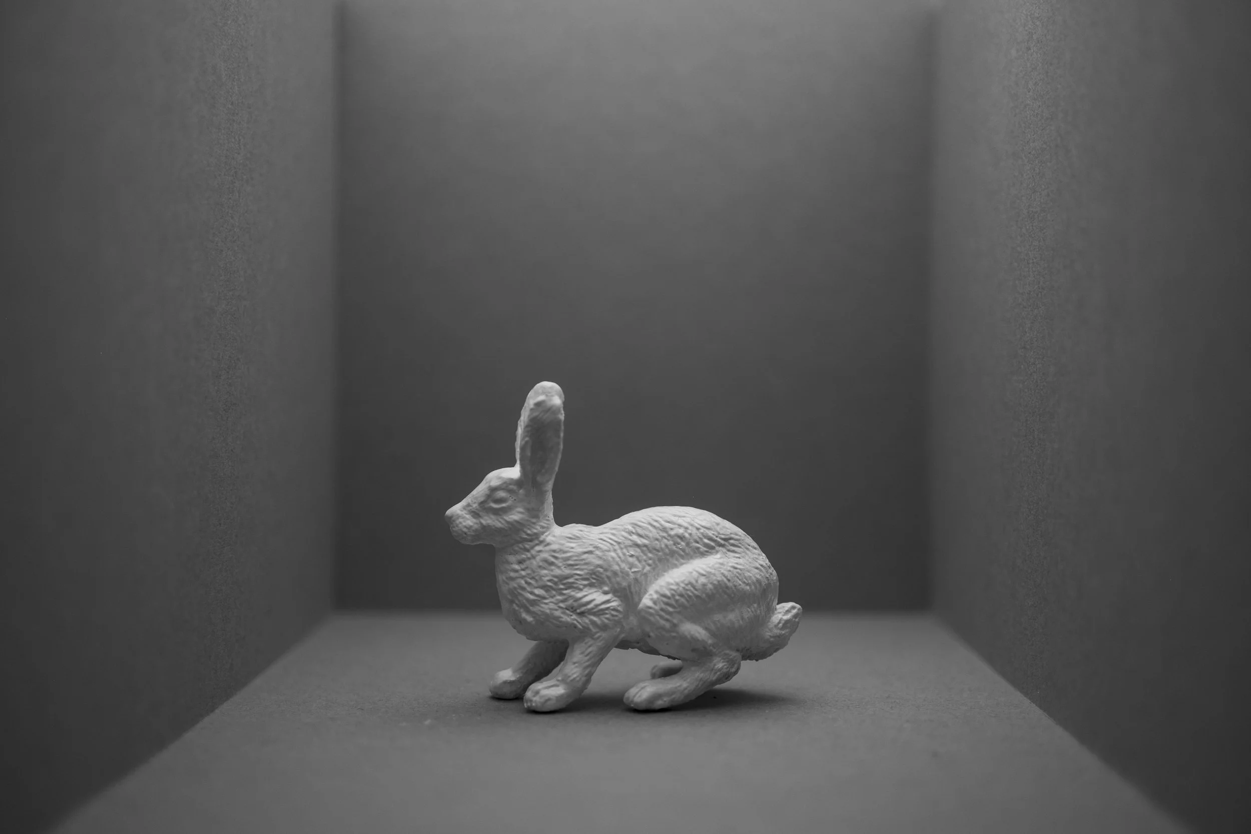 Hare022.jpg