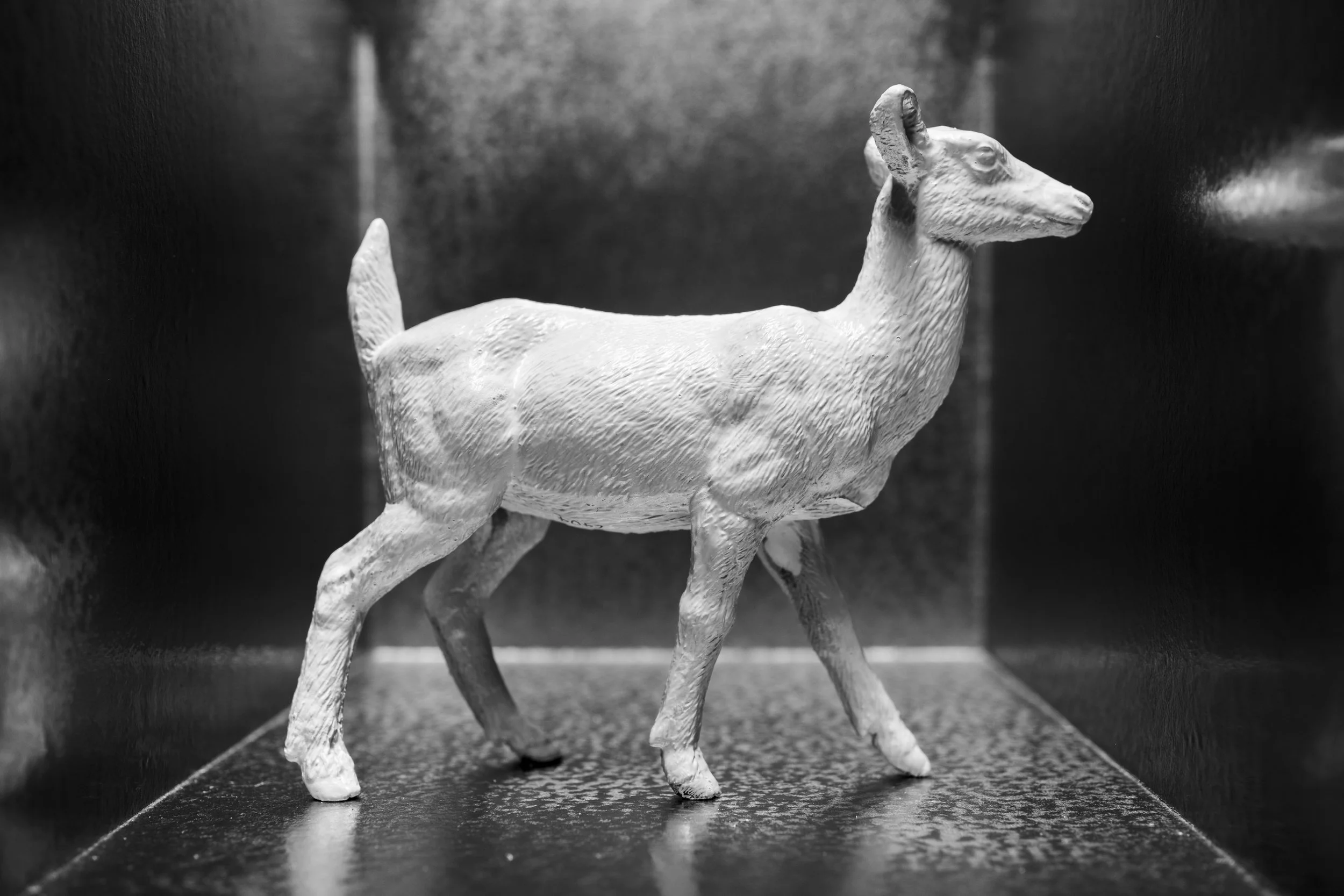 Deer006.jpg