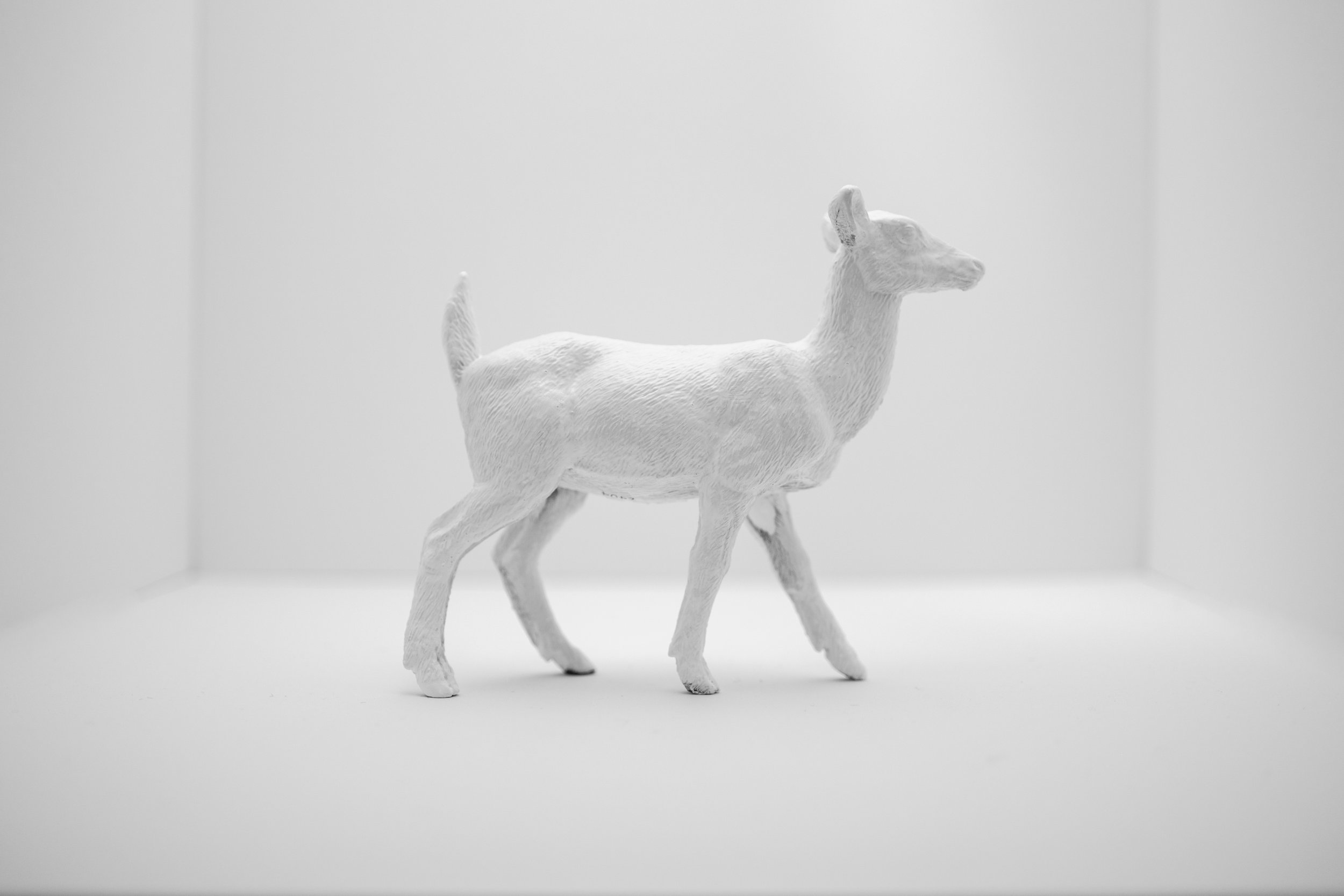 Deer007.jpg