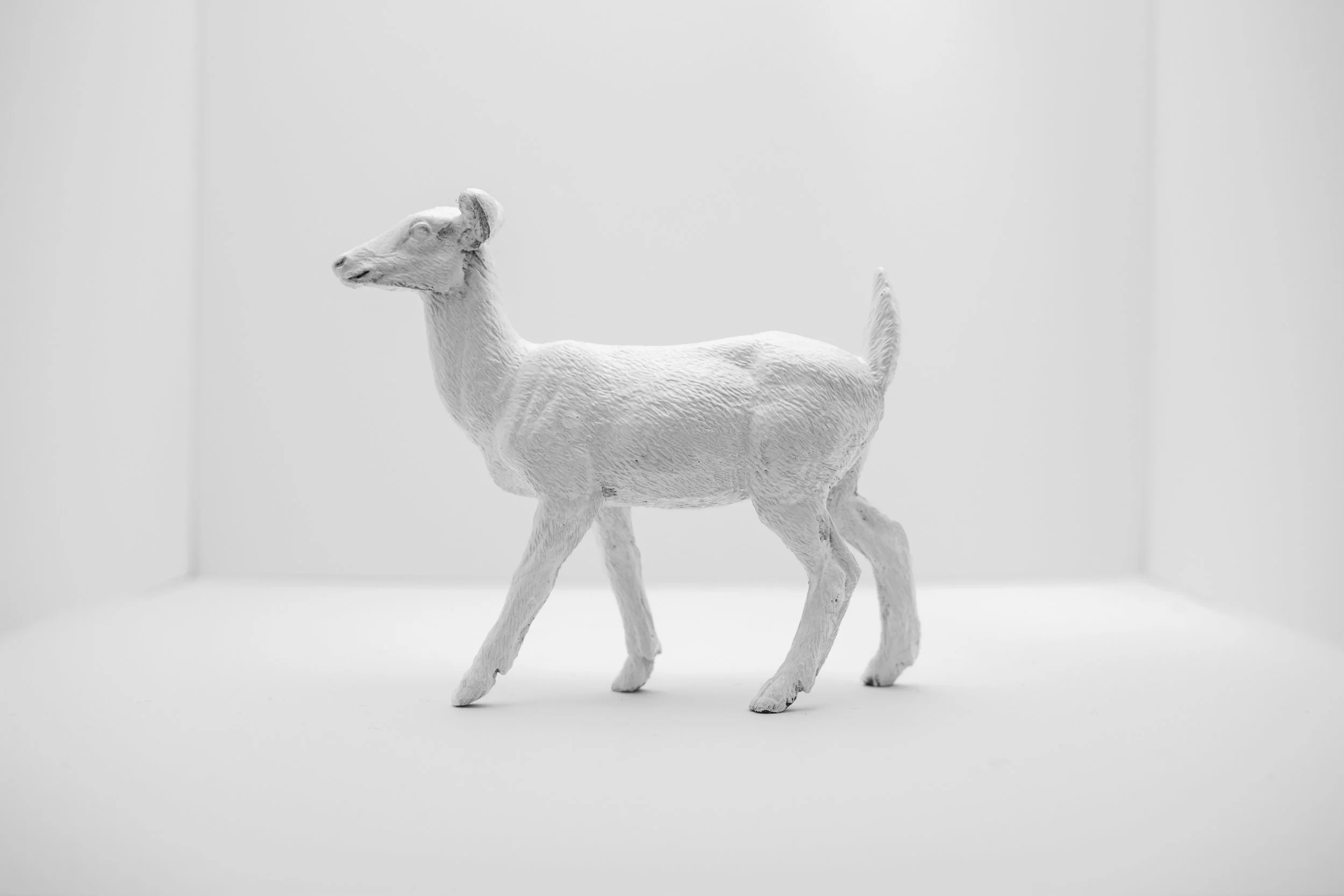 Deer008.jpg