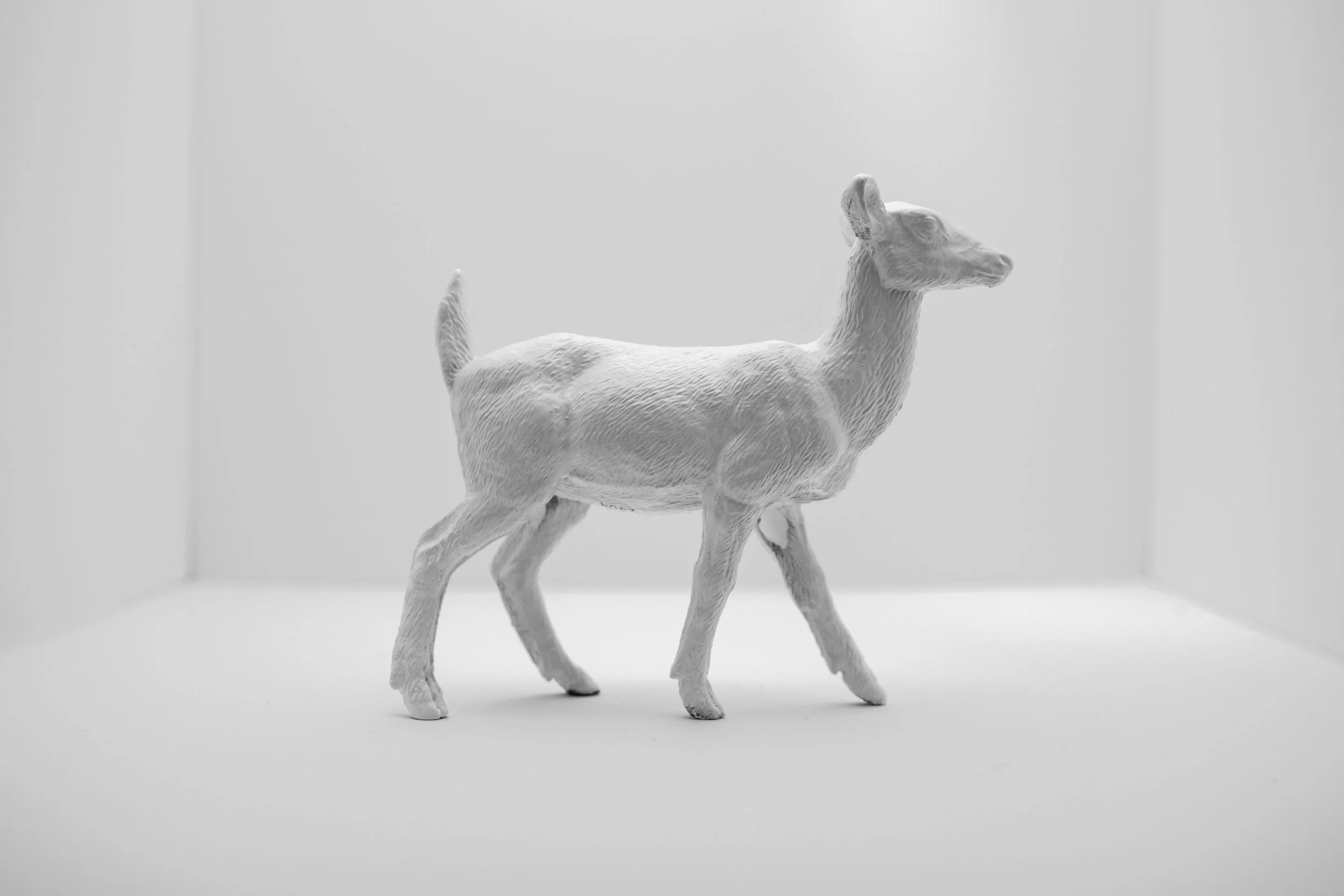 Deer009.jpg