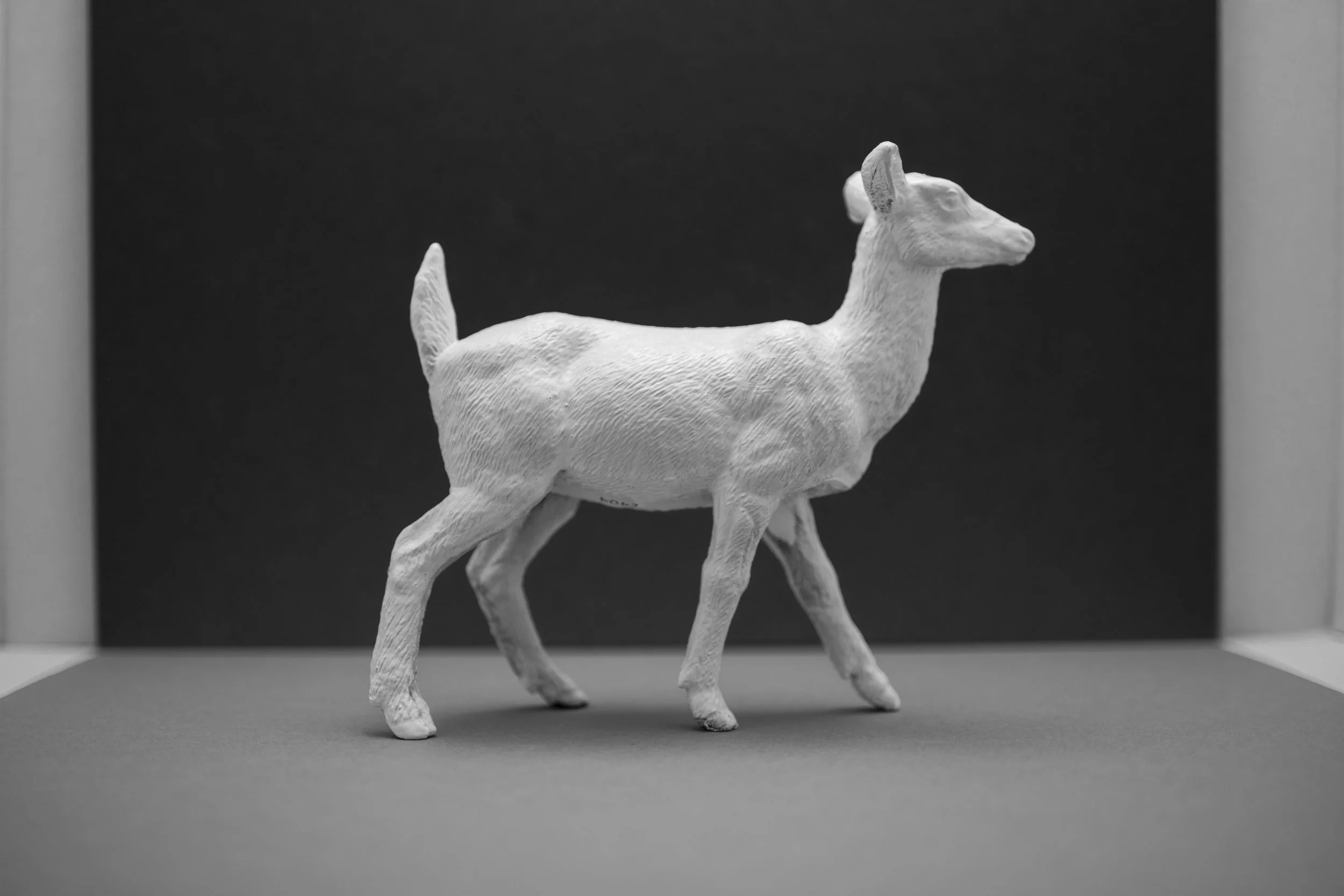 Deer011.jpg
