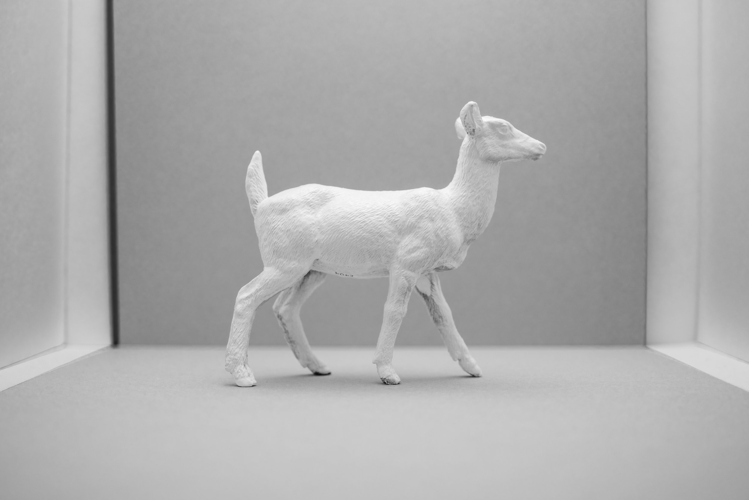 Deer013.jpg