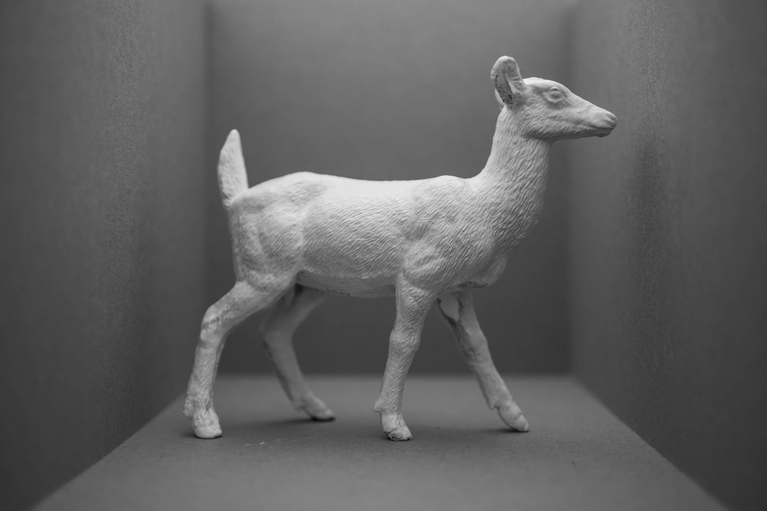 Deer016.jpg