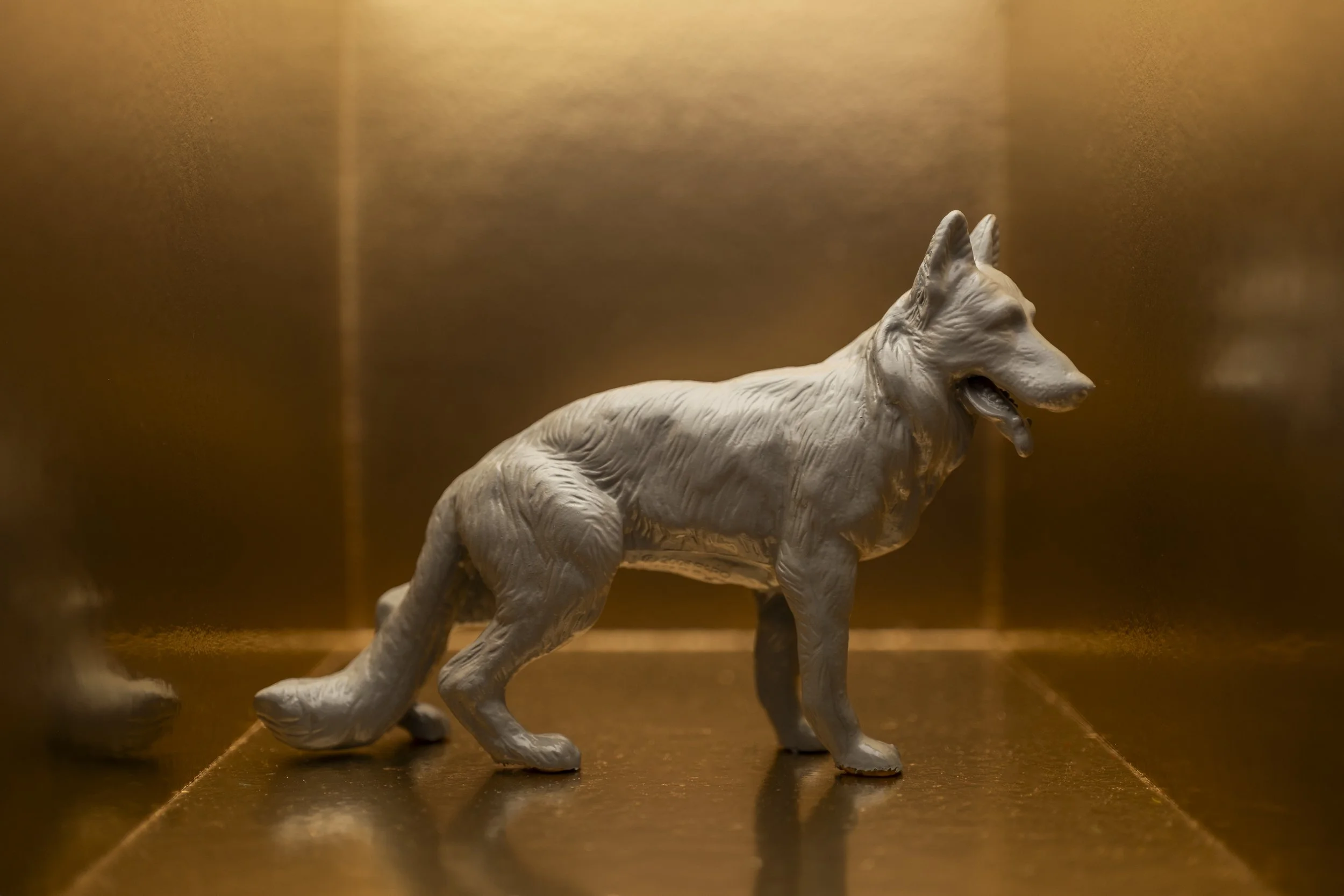Dog002.jpg