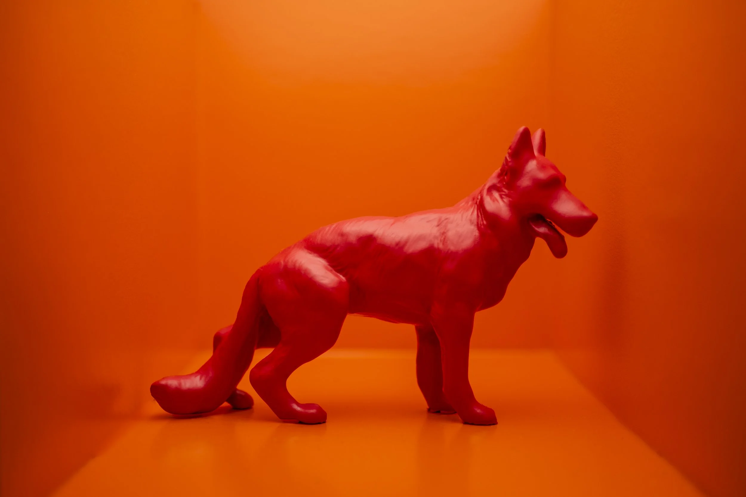 Dog005.jpg