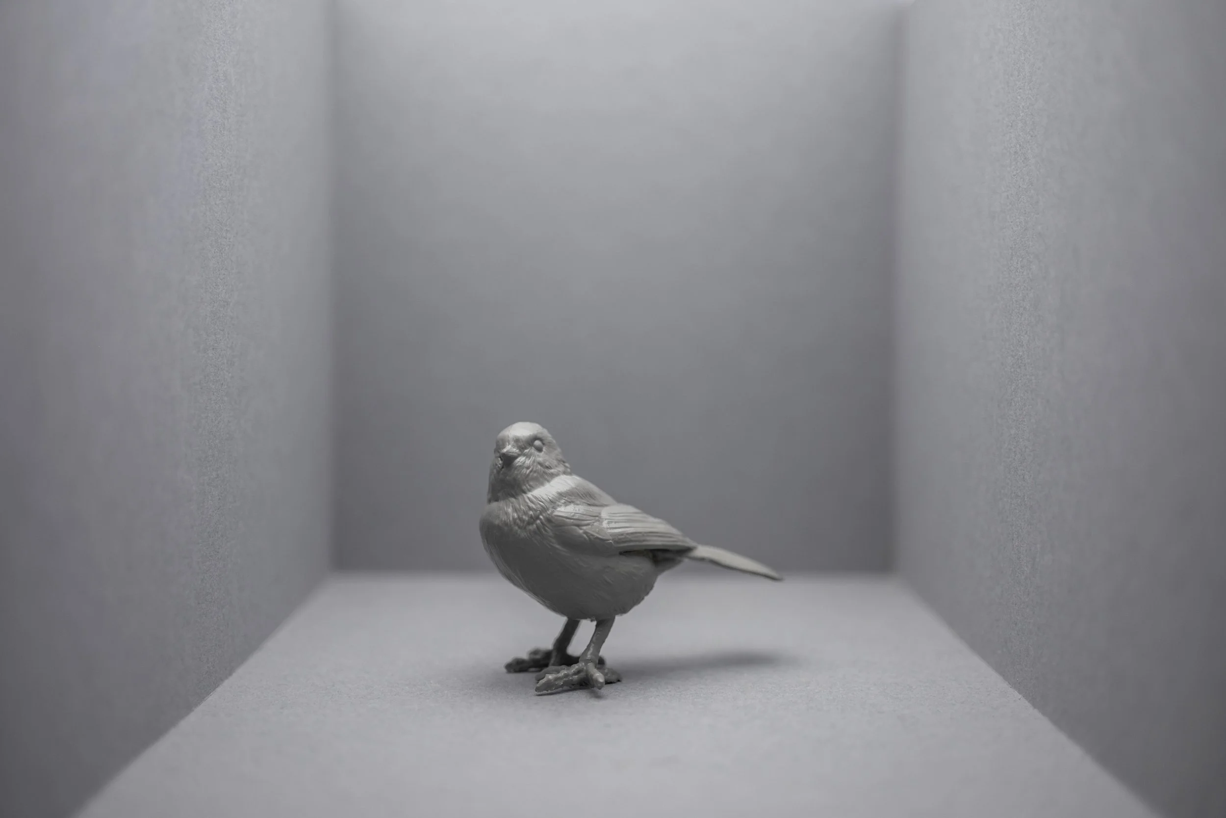 Finch001.jpg