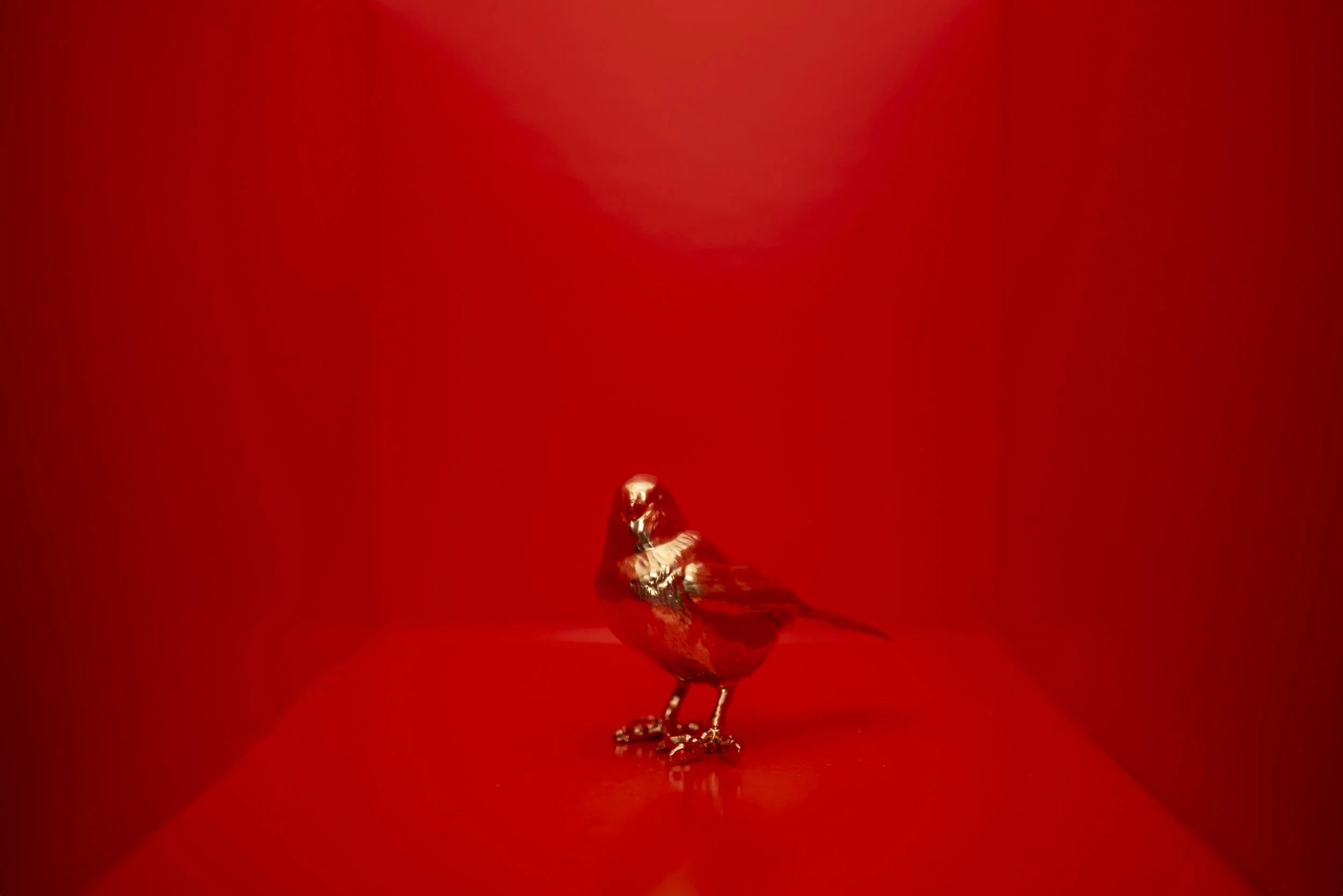 Finch004.jpg
