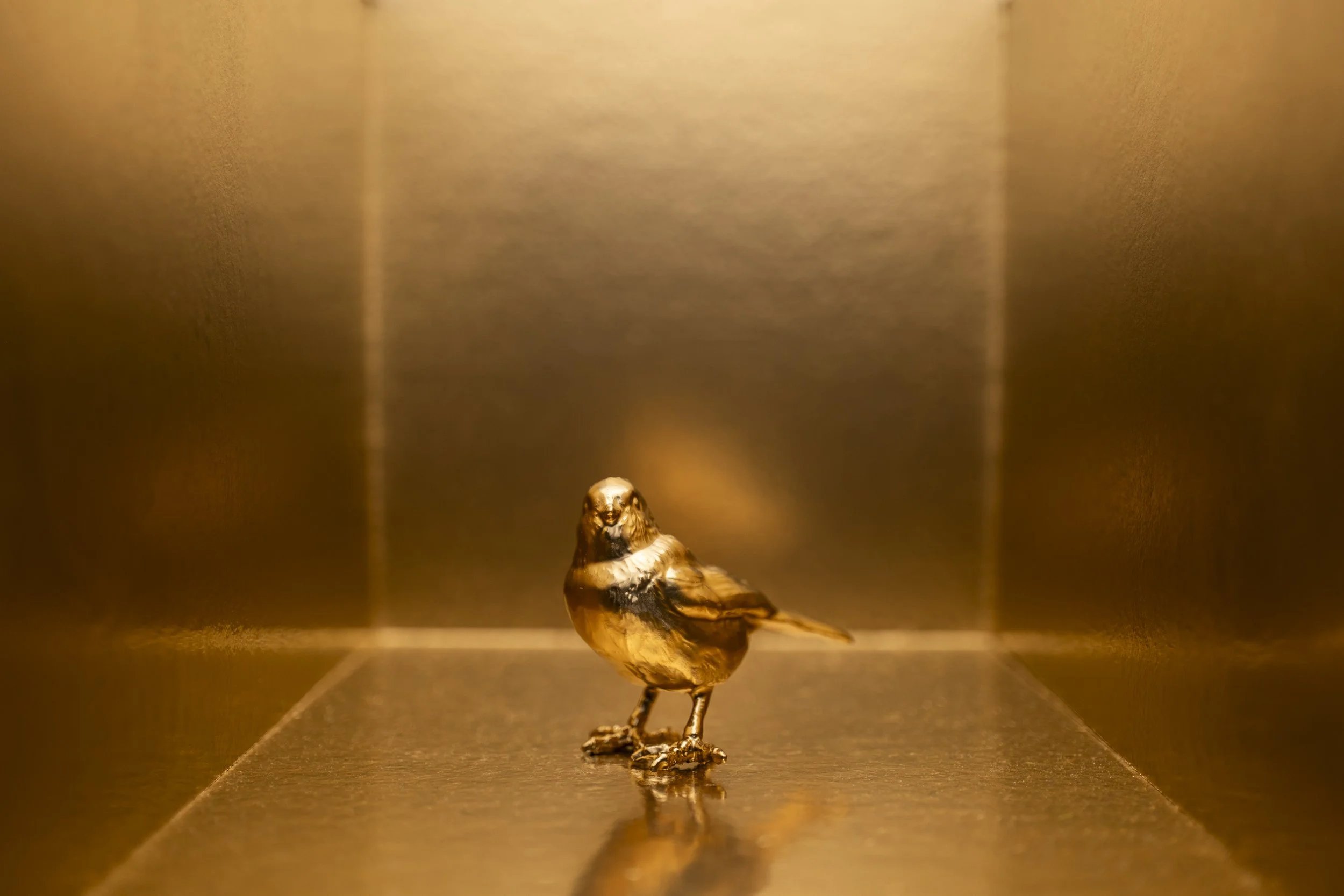 Finch003.jpg