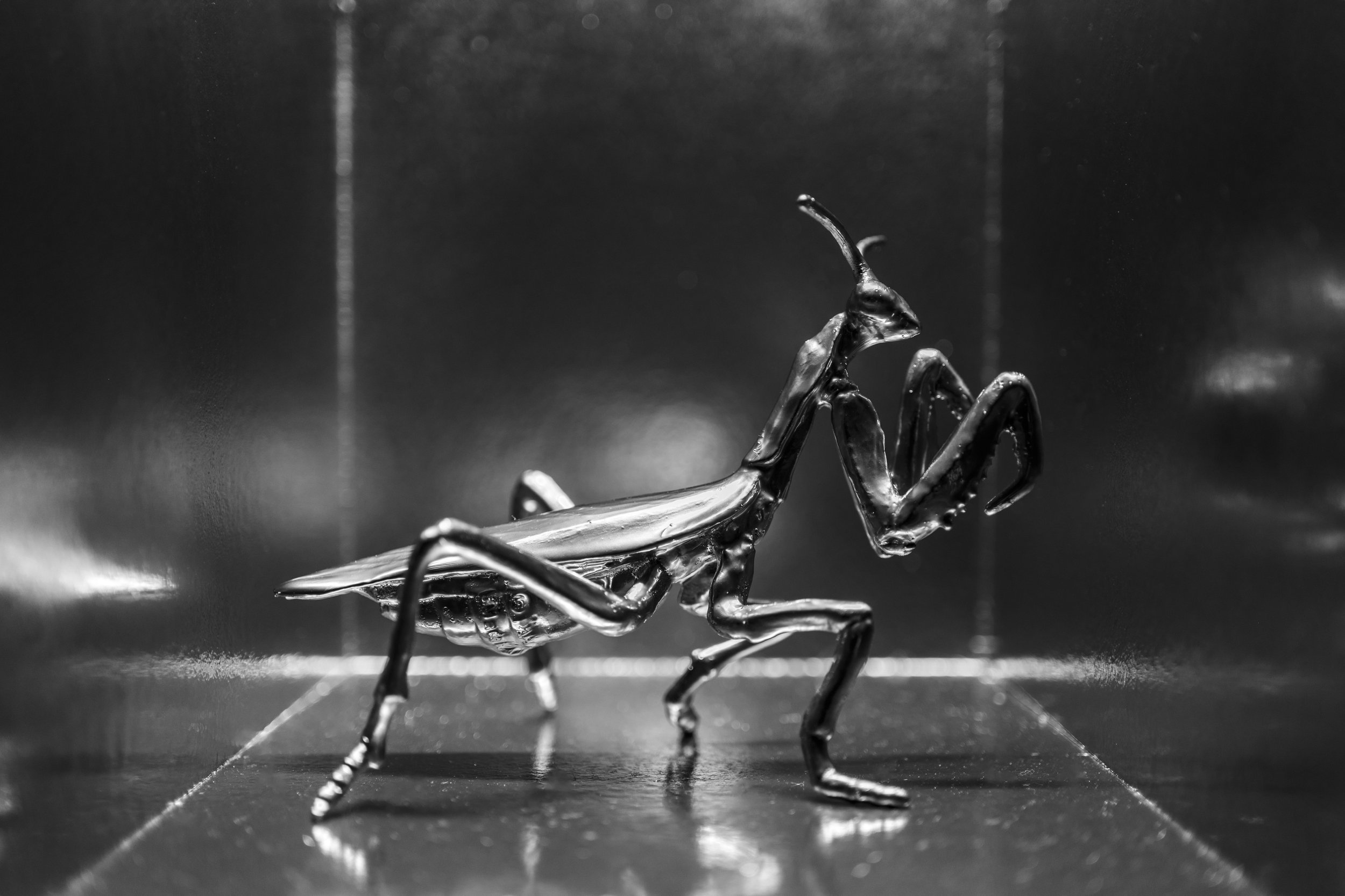 Locust001.jpg
