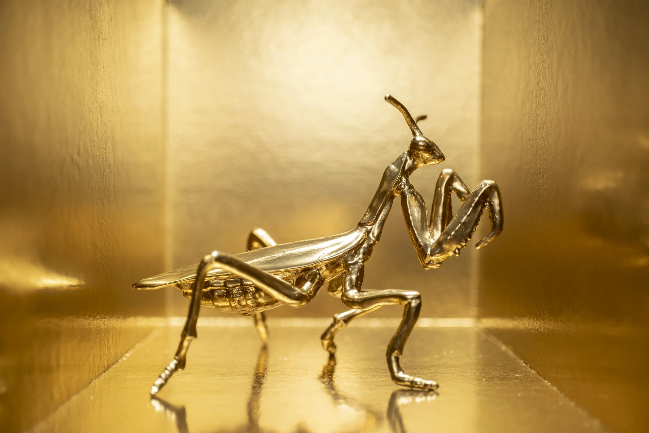 Locust002.jpg