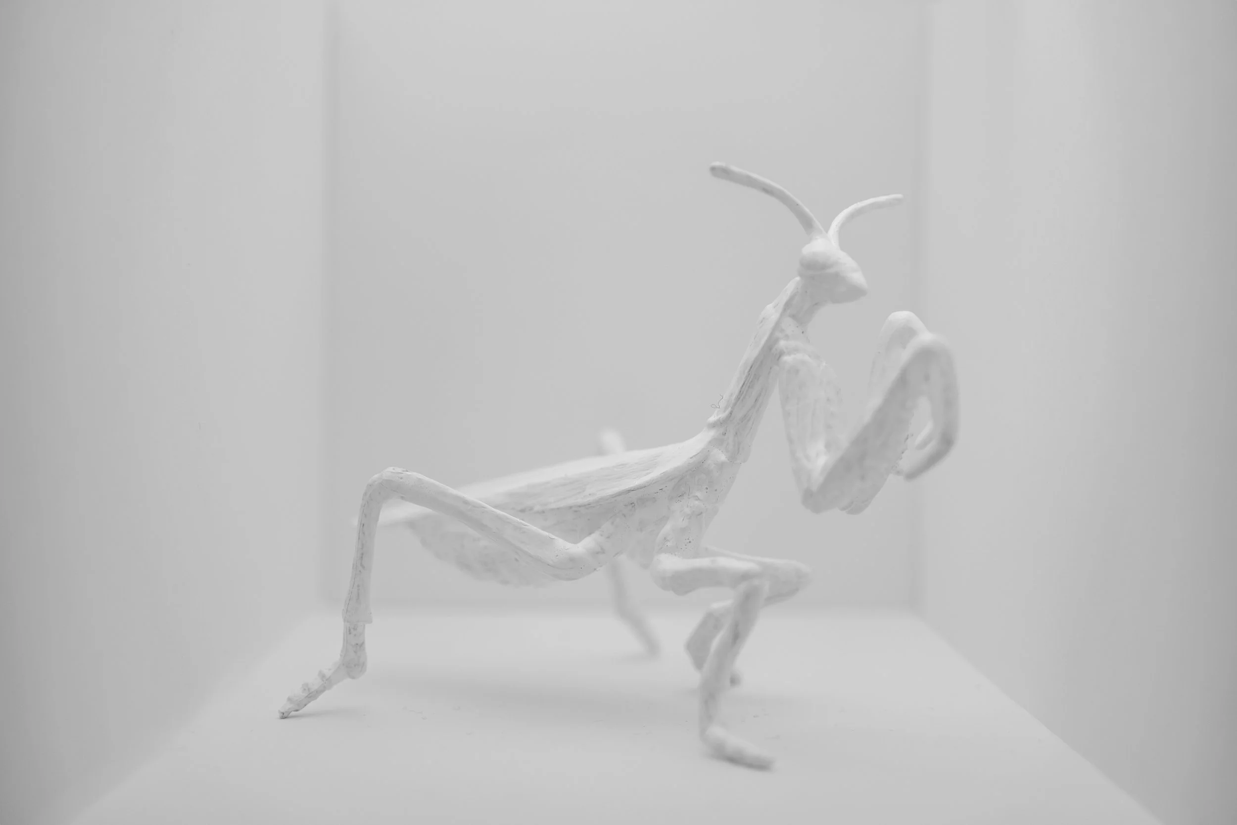 Locust004.jpg