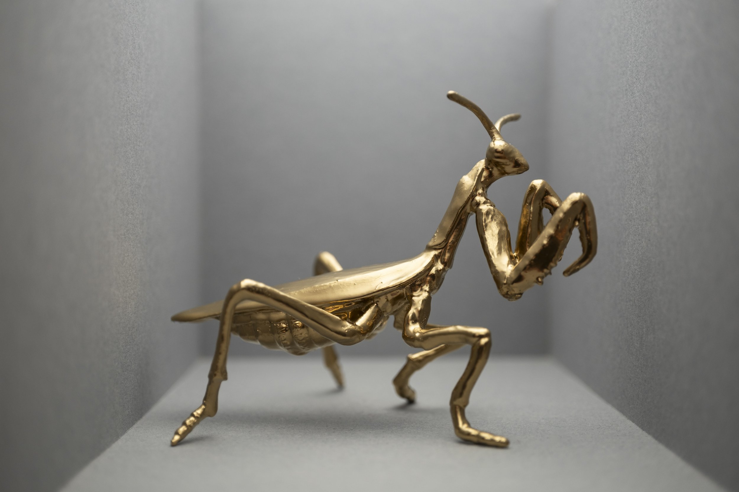 Locust003.jpg