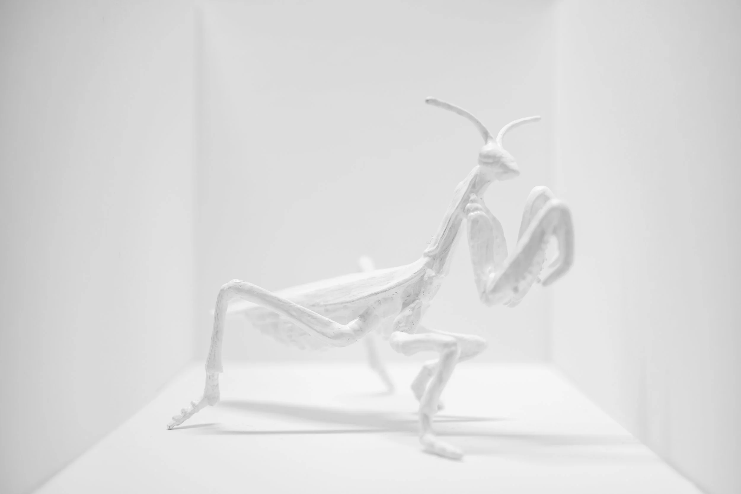 Locust005.jpg