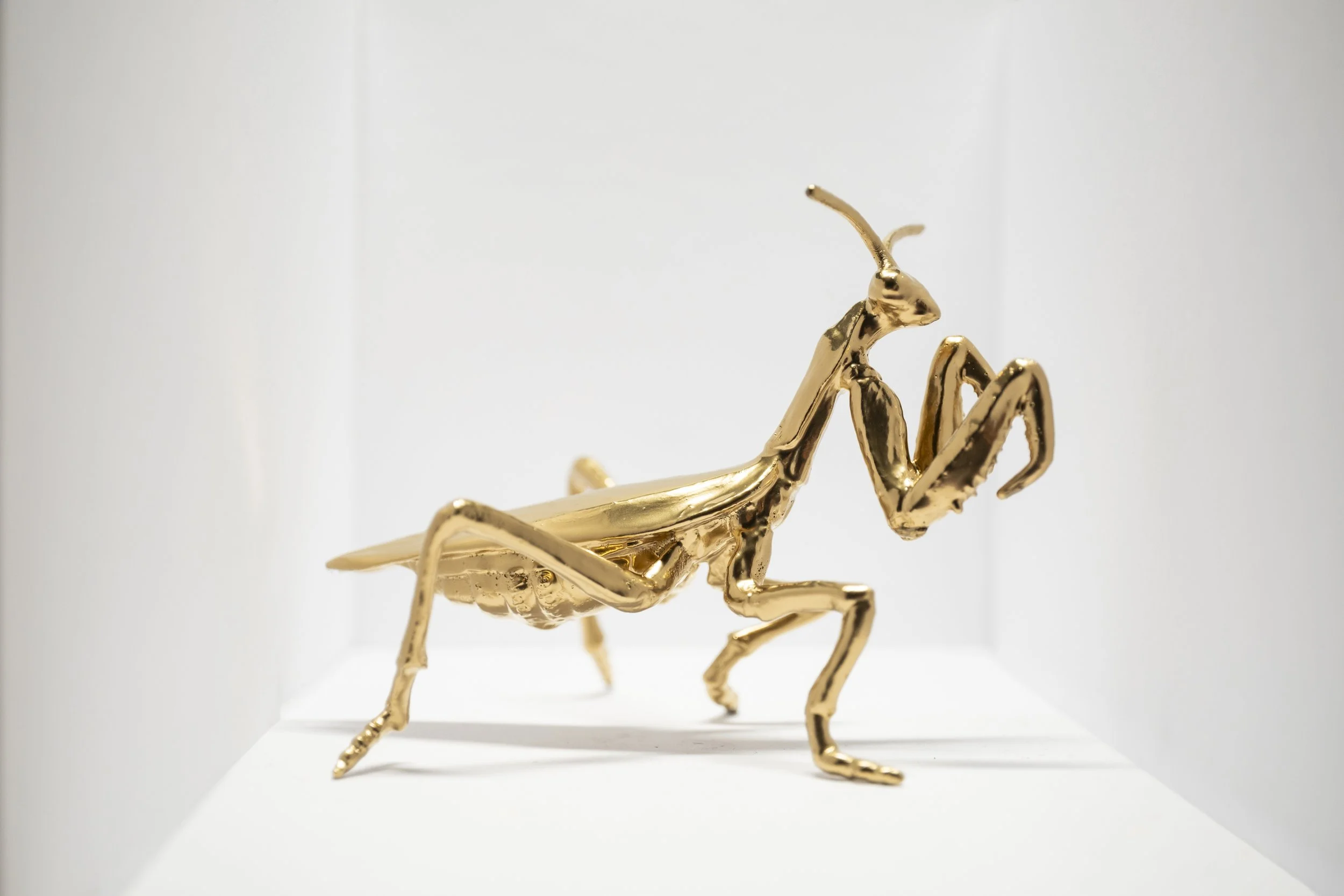 Locust006.jpg