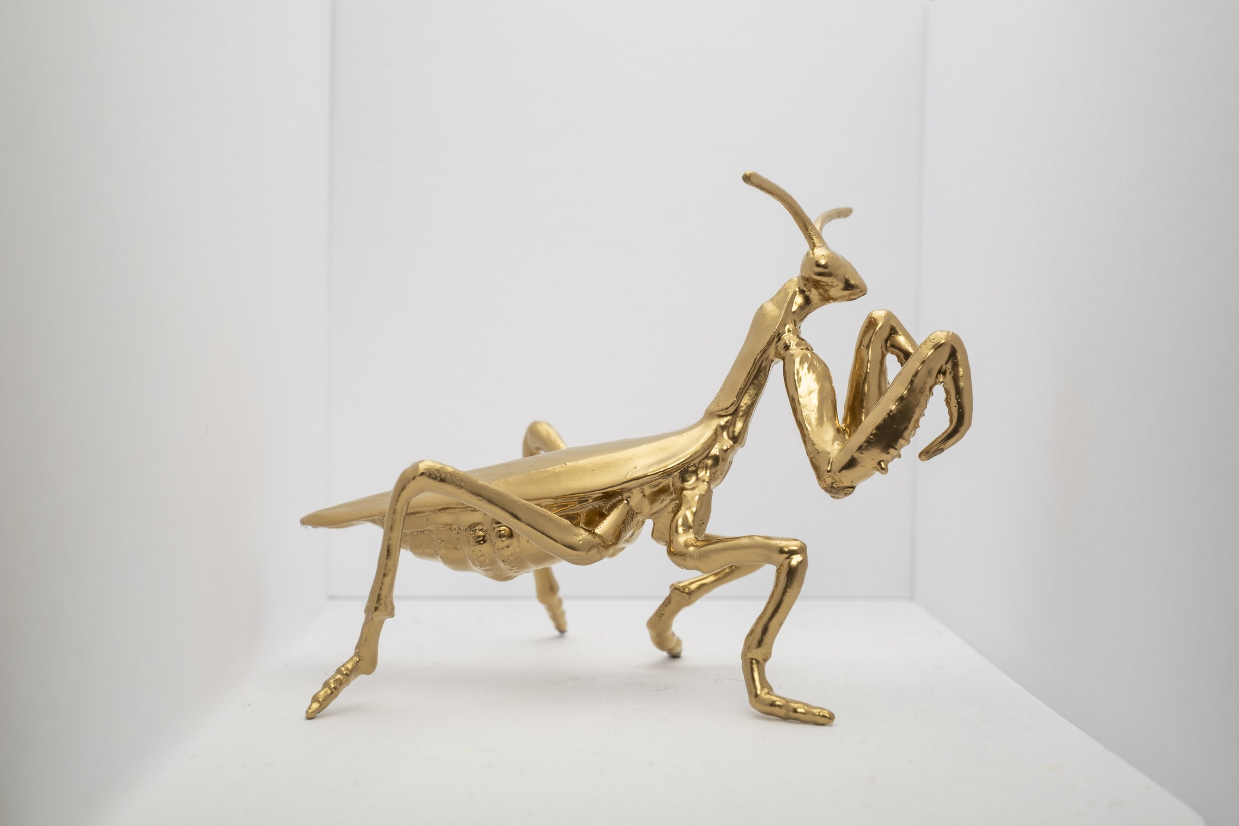 Locust007.jpg