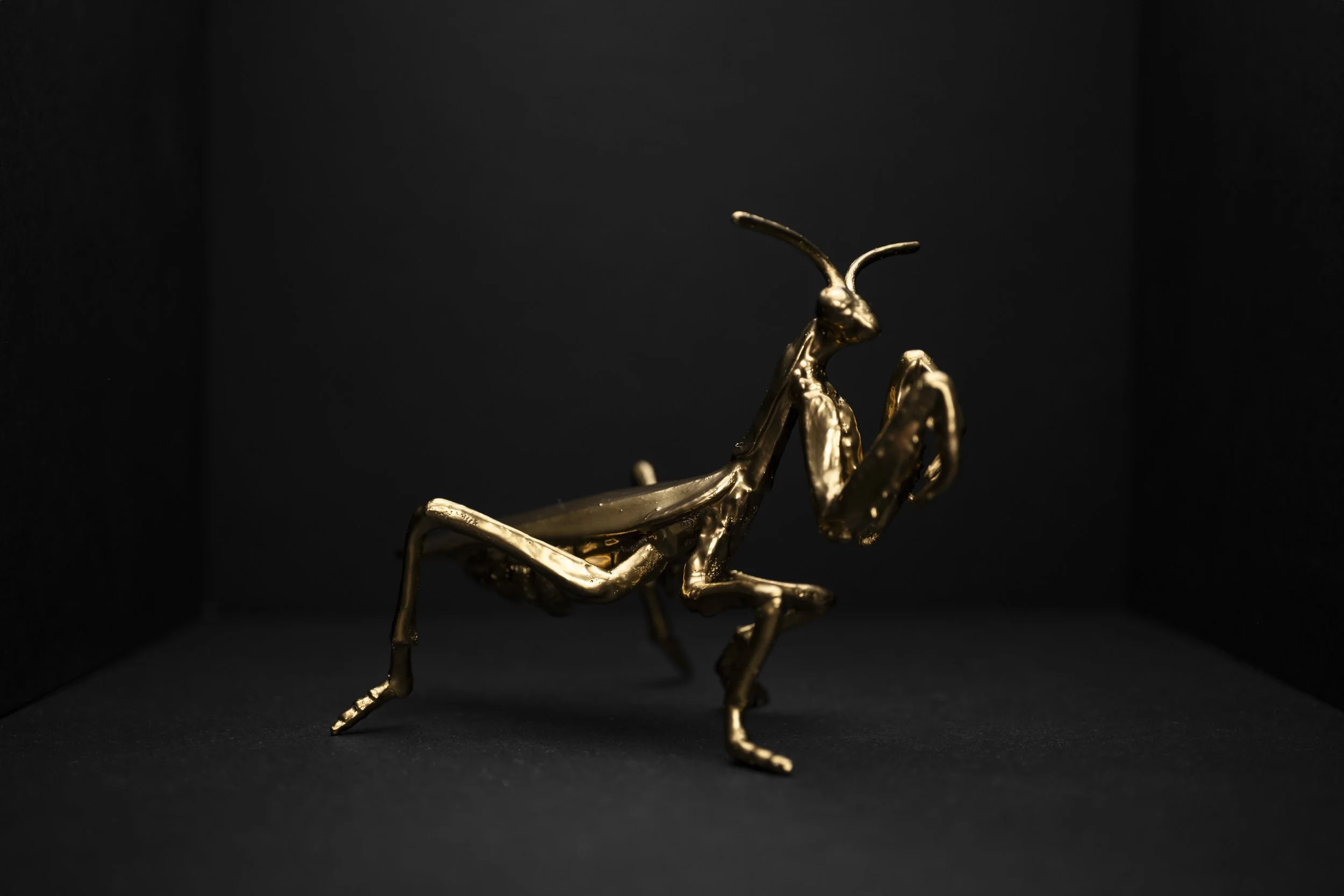 Locust008.jpg