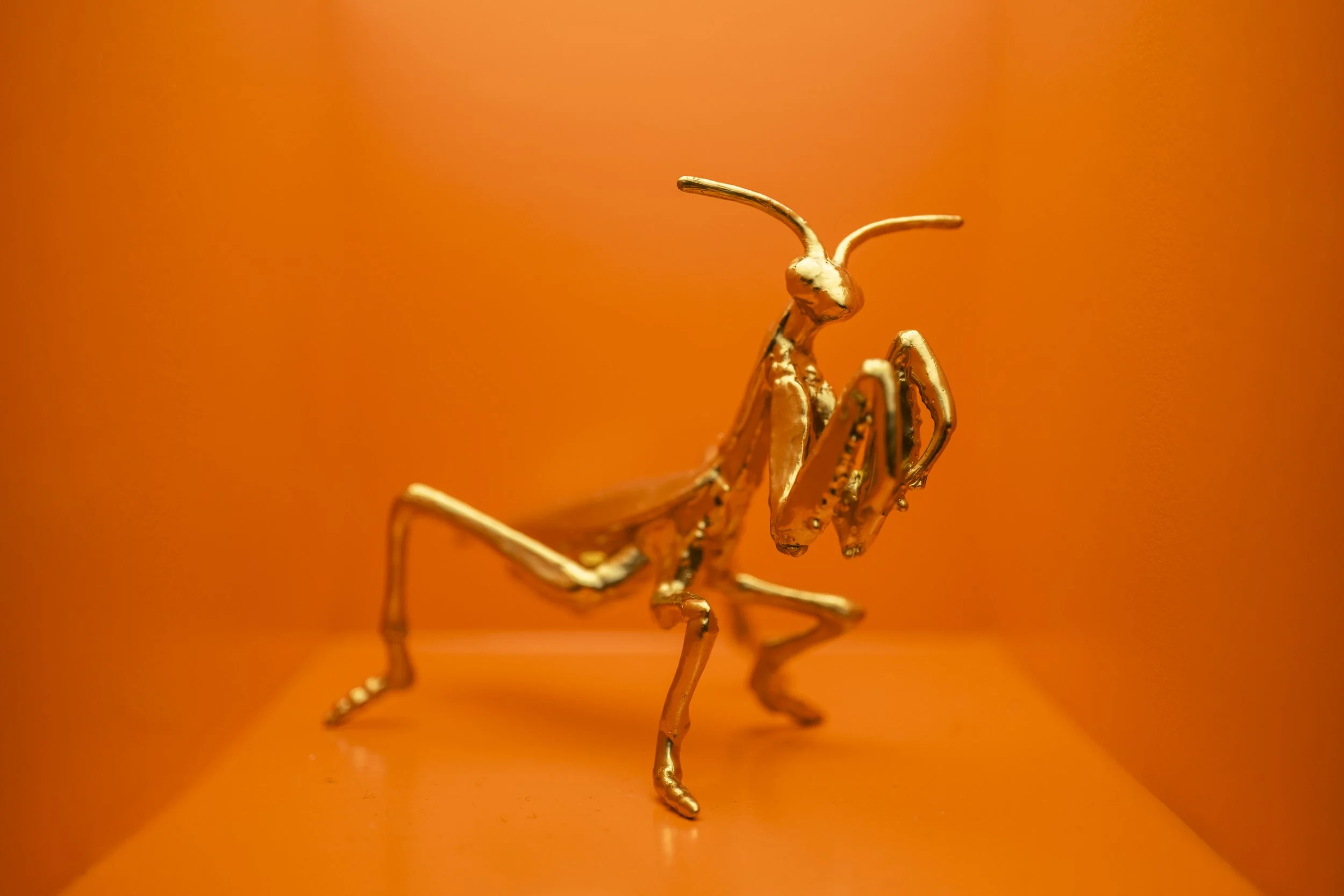 Locust009.jpg