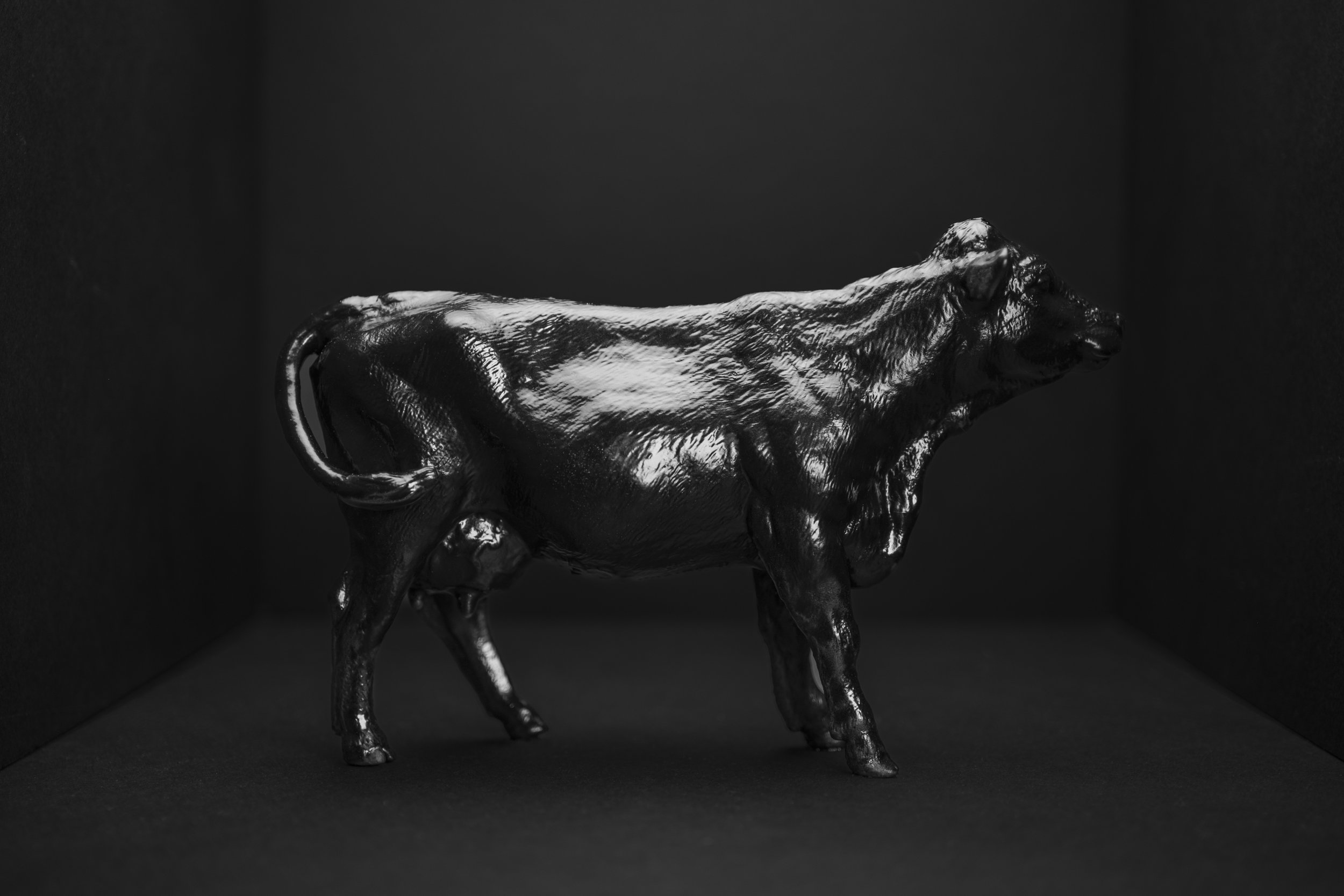 Cows001.jpg