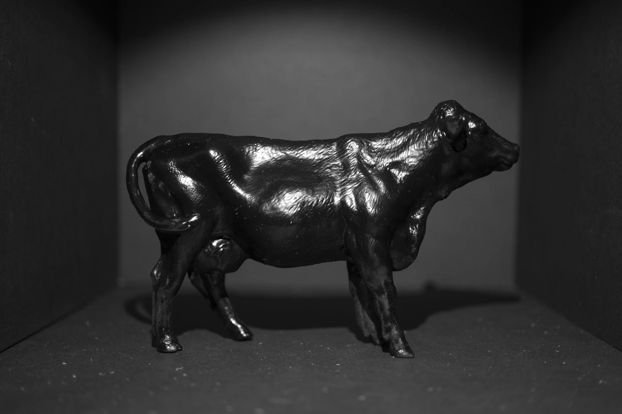 Cows002.jpg
