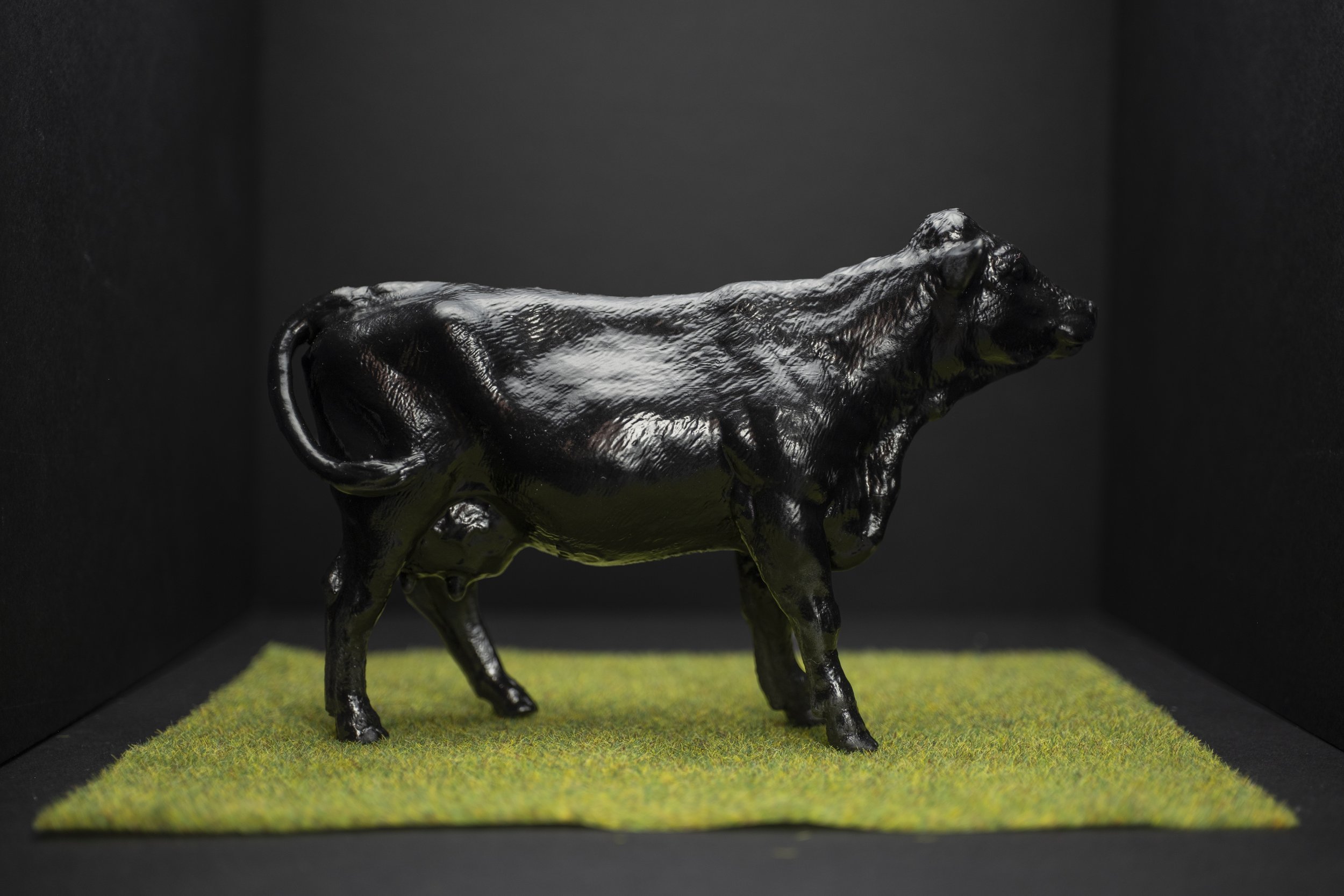 Cows004.jpg
