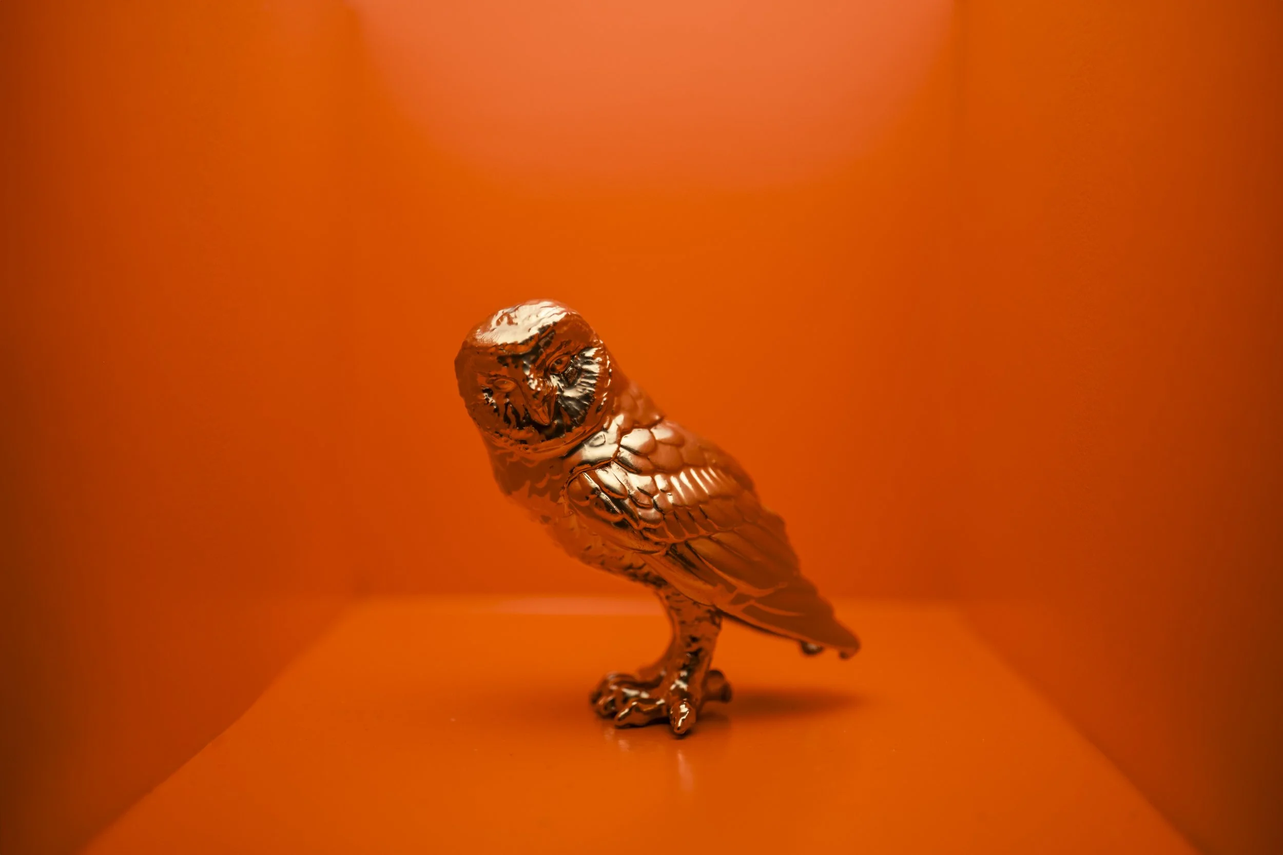 Owl004.jpg